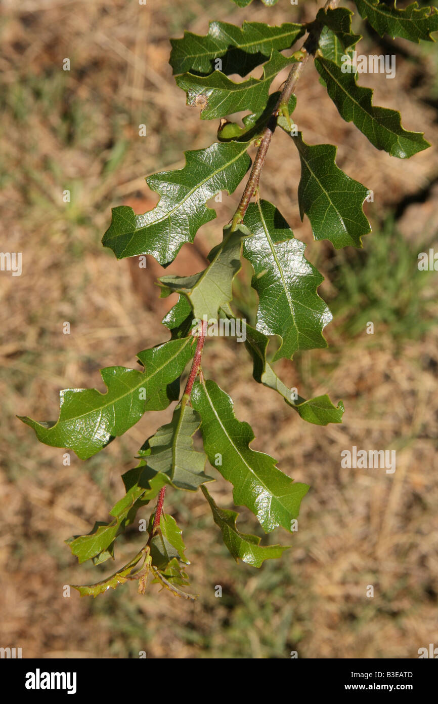 Sandpaper Oak Quercus pungens Stock Photo Alamy