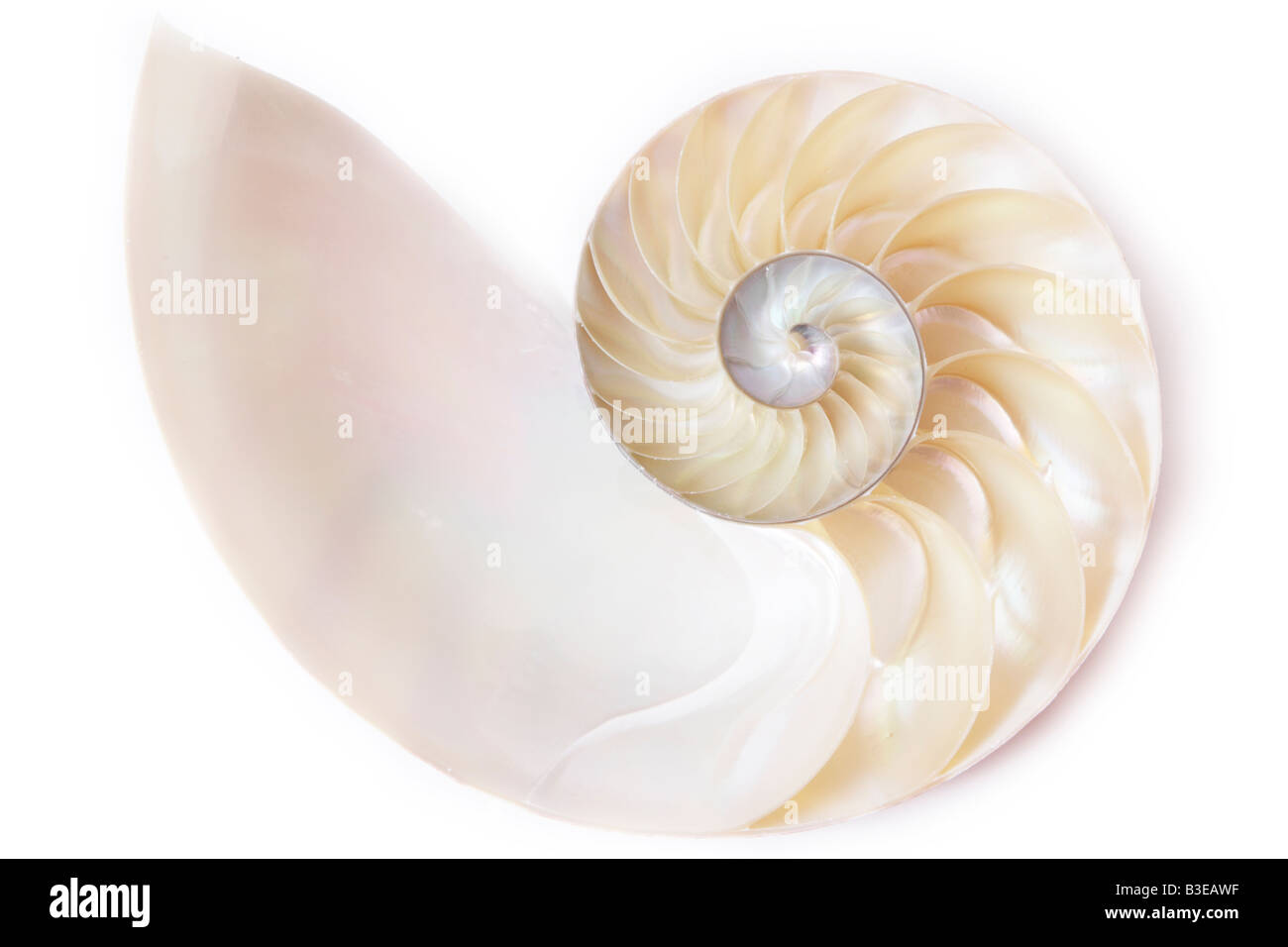 Stock Photo of the Inside of a Spiral Seashell Stock Photo