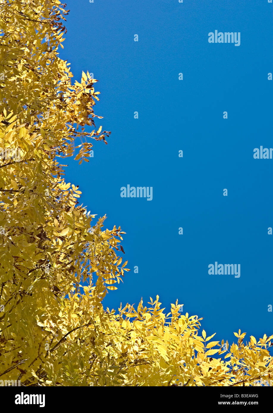 golden autumn leaves make a great frame on this blue sky Stock Photo ...