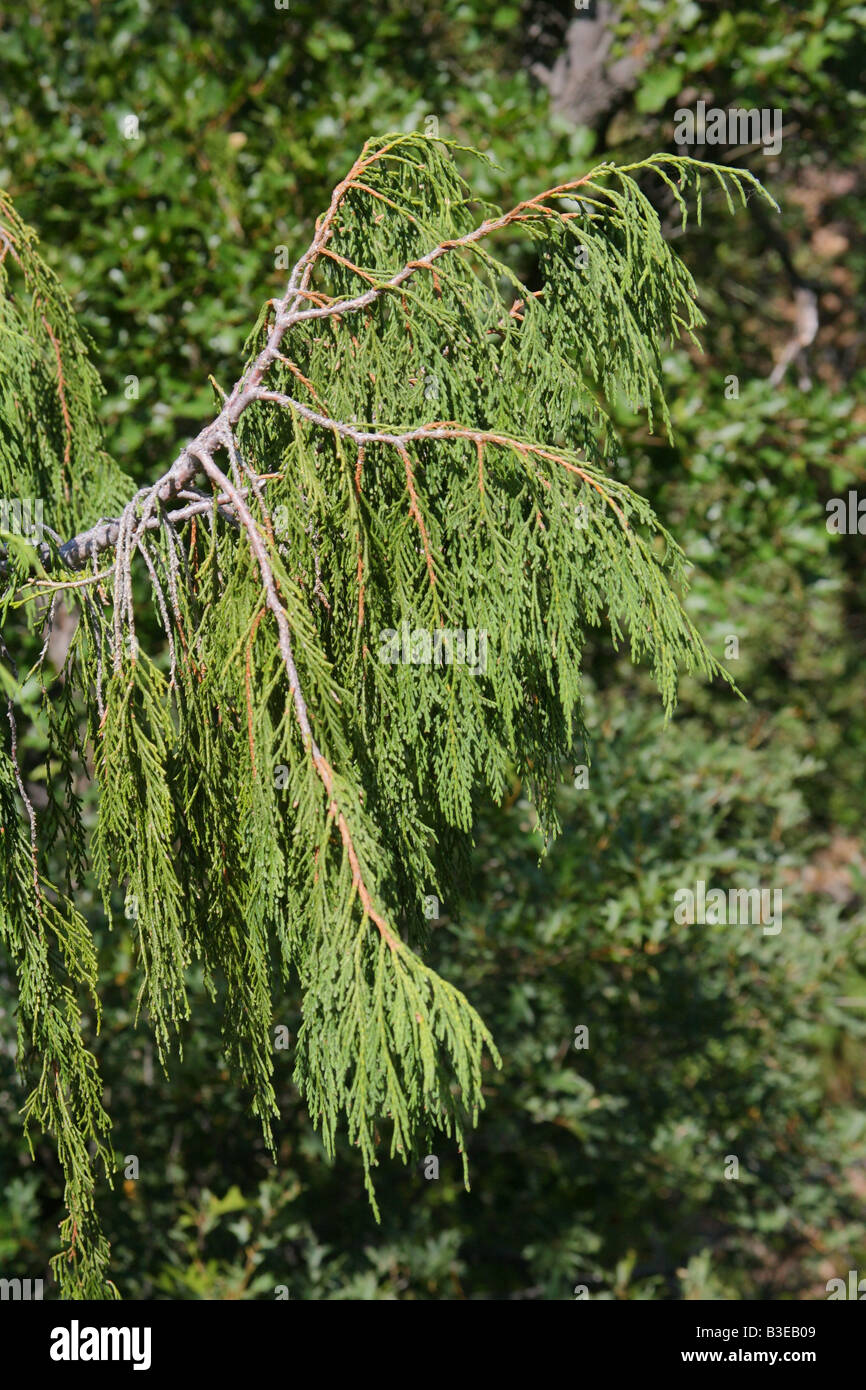 Weeping Juniper Juniperus flaccida Big Bend National Park Texas United States 24 September Cupressaceae Stock Photo