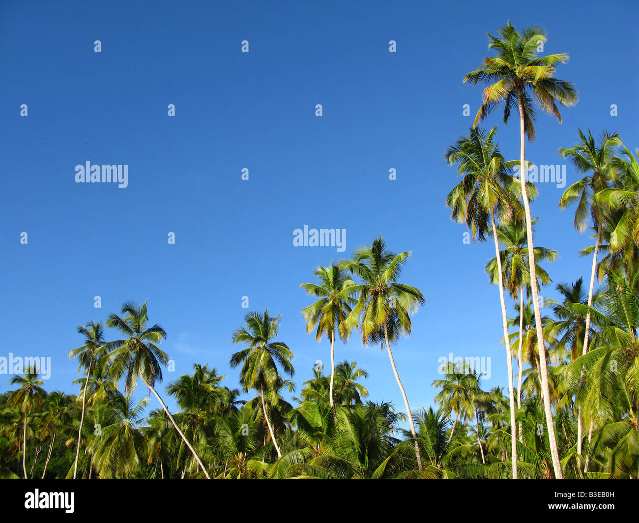 Palm trees against blue sky.  in Playa Medina Paria peninsula, Sucre state Venezuela Stock Photo