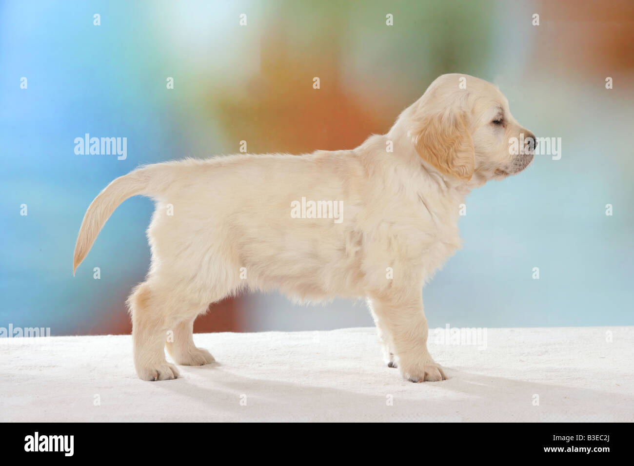 Golden Retriever - puppy - standing Stock Photo