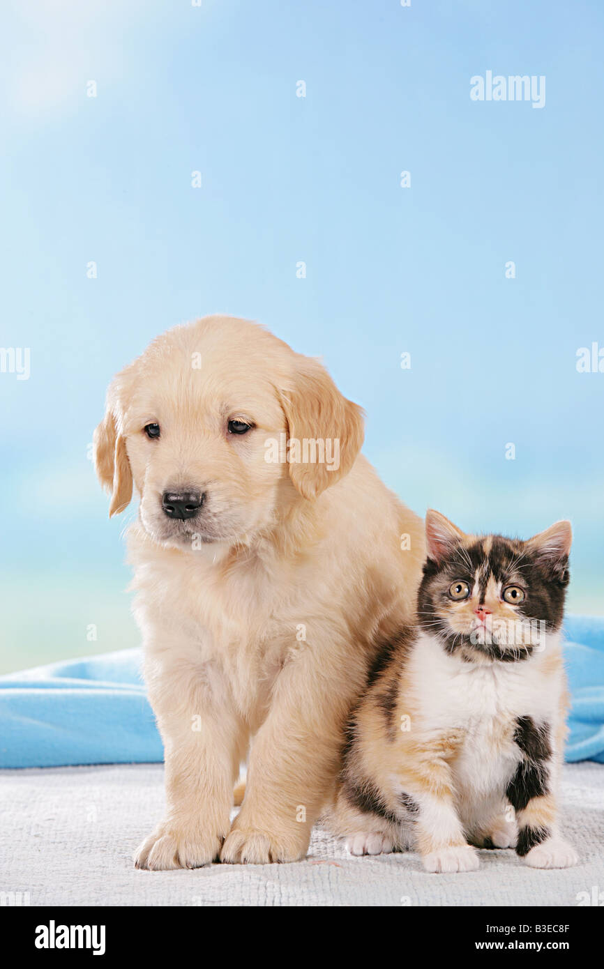 Animal Friendship Golden Retriever Puppy And Britsh Shorthair