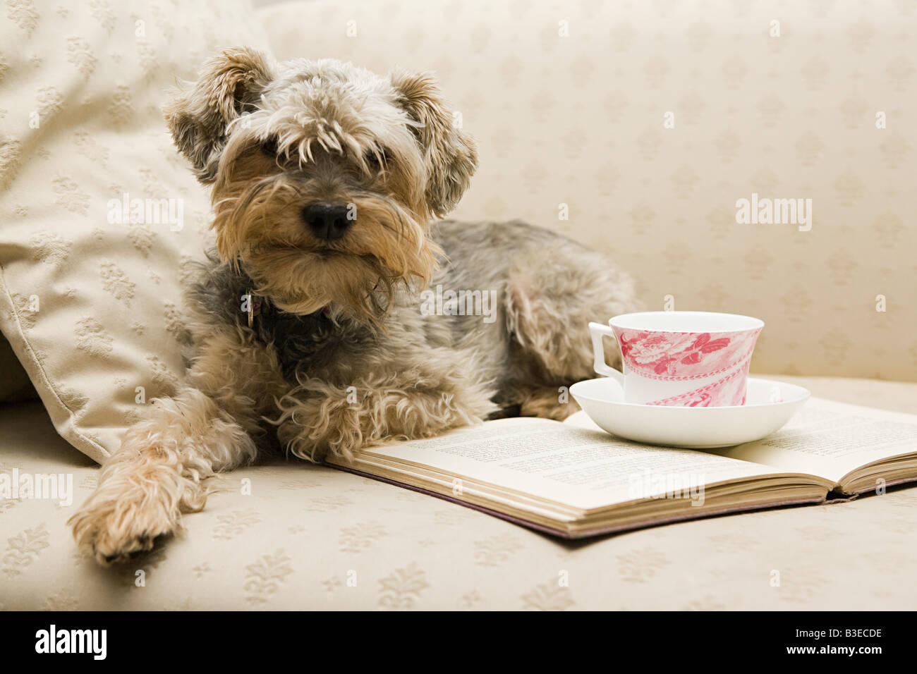 Cute dog with tea and a book Stock Photo