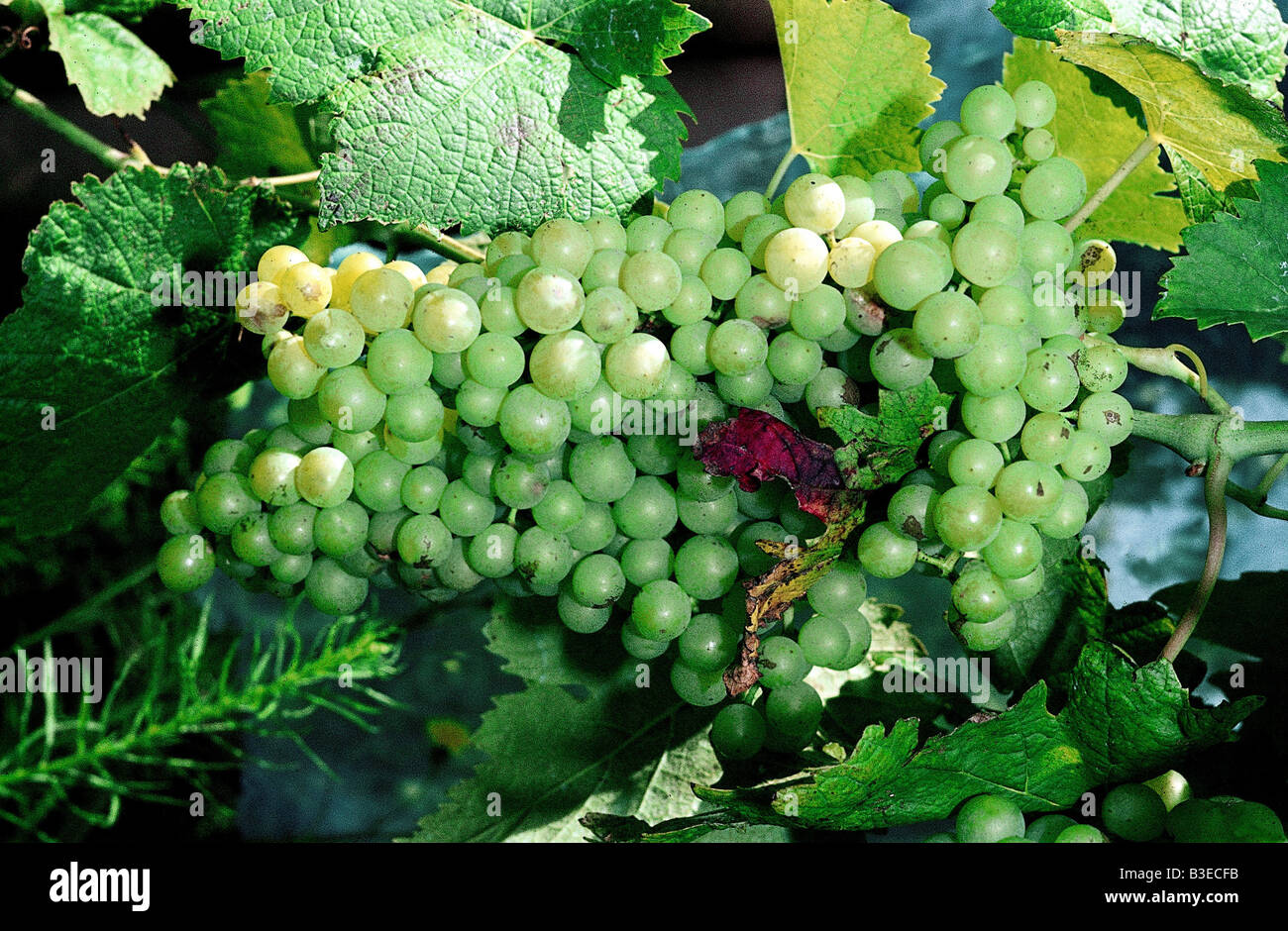 botany, grape-vine, (Vitis), European grapevine, (Vitis vinifera), 'Green Grape', grape, at vine, berry, berries, bunches of gra Stock Photo