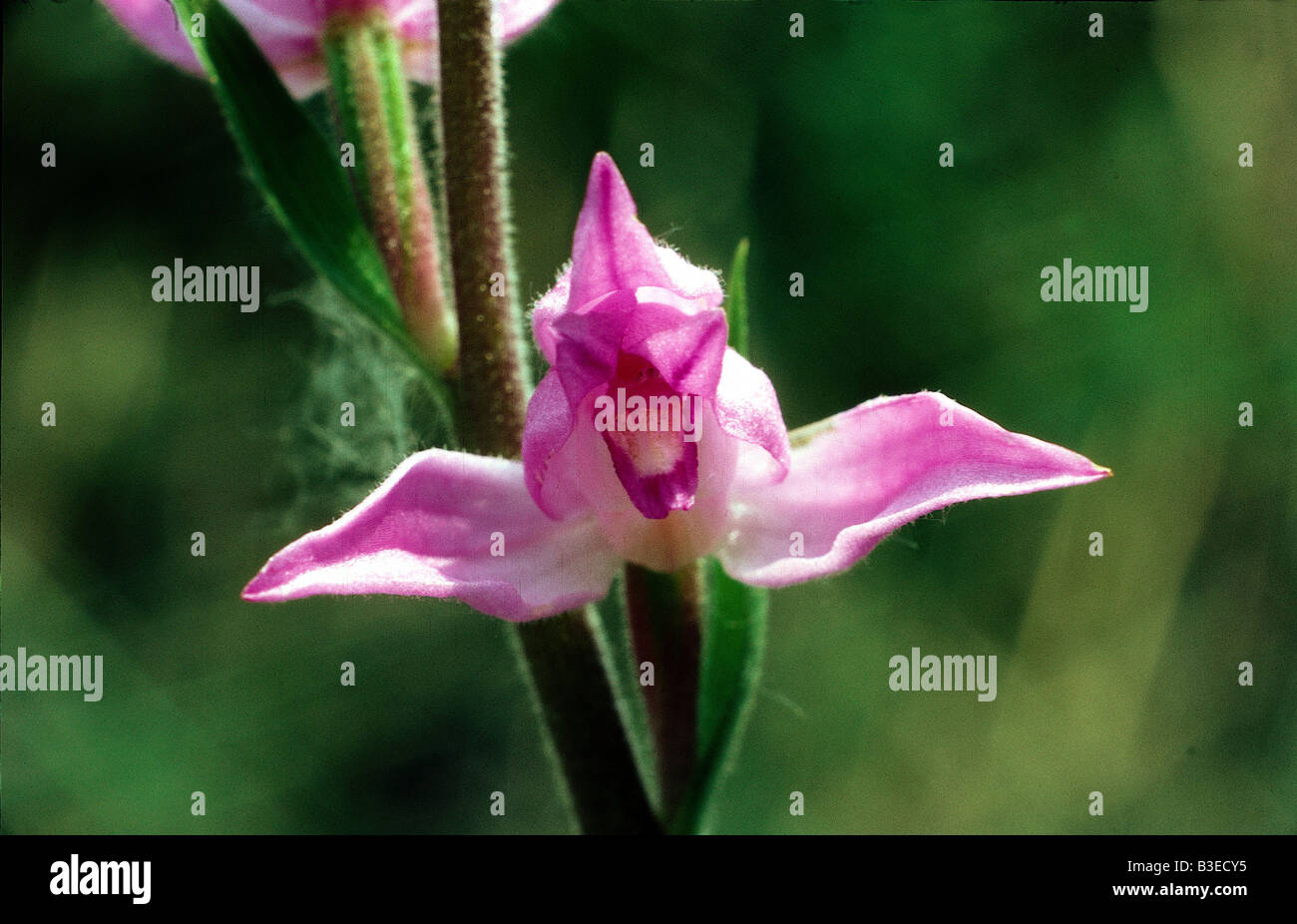 botany, Helleborine, (Cephalanthera), Red Helleborine, (Cephalanthera rubra), blossom, Orchidaceae, orchid, Orchidales, Liliidae Stock Photo