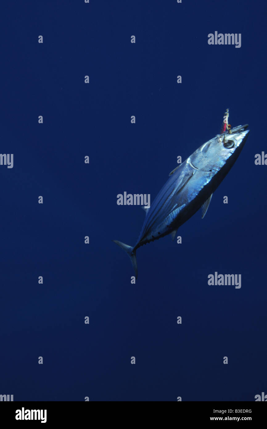 Fishing for skipjack tuna hires stock photography and images Alamy