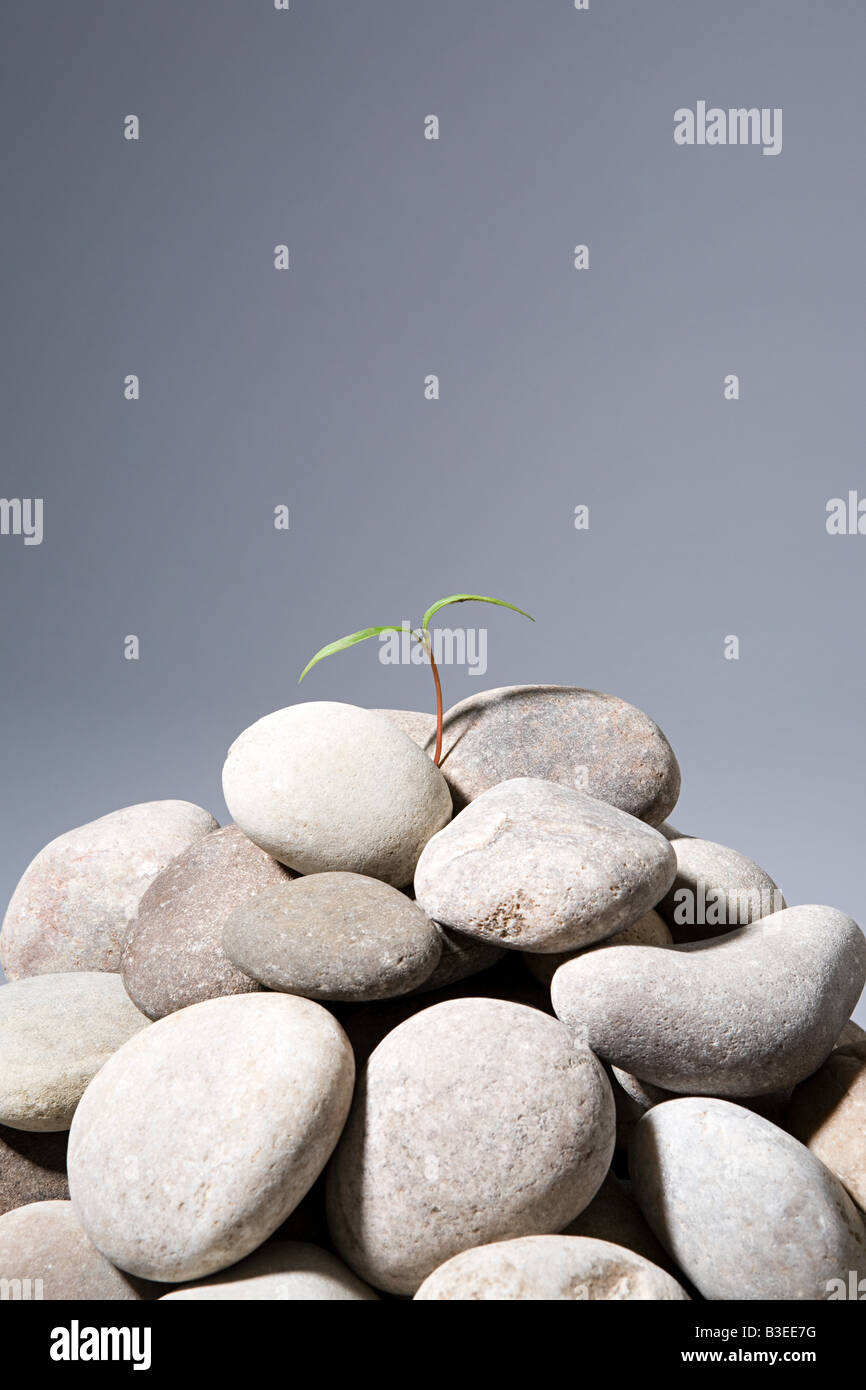 Rocks growing hi-res stock photography and images - Alamy
