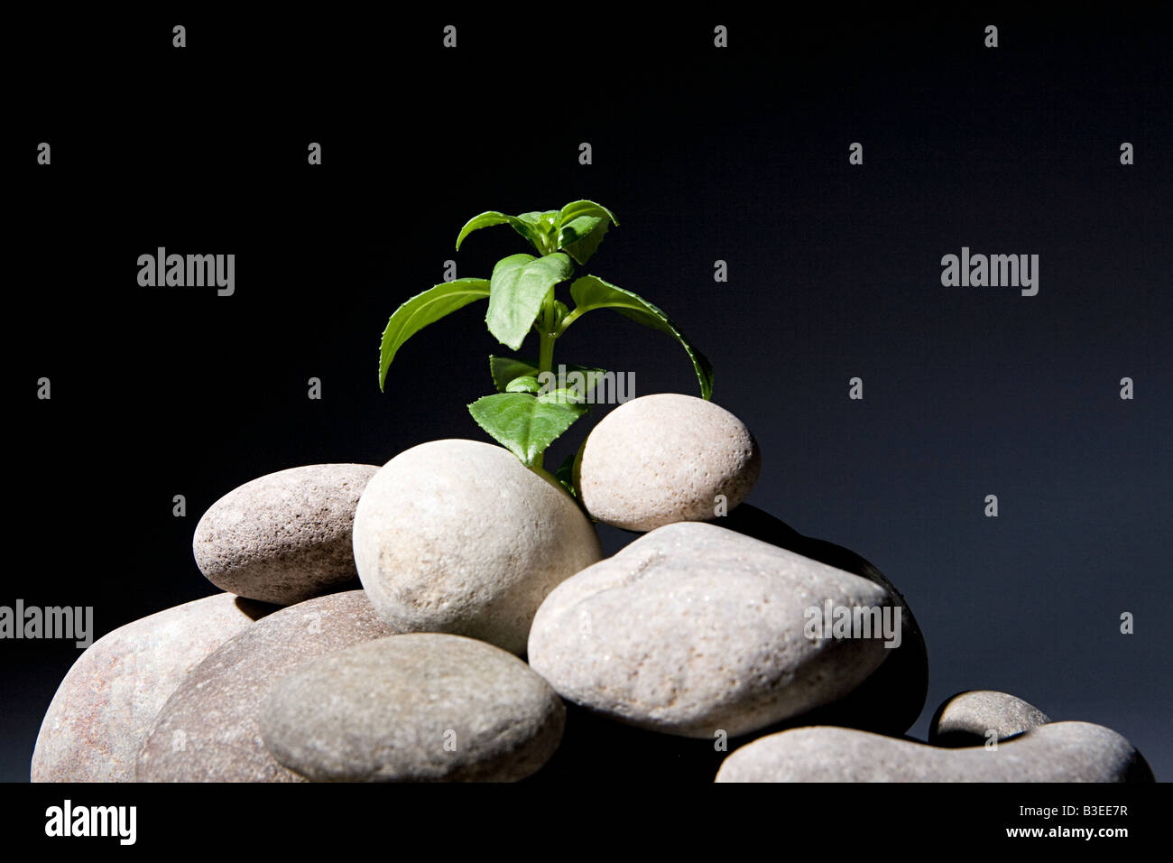 Plant growing from pebbles Stock Photo