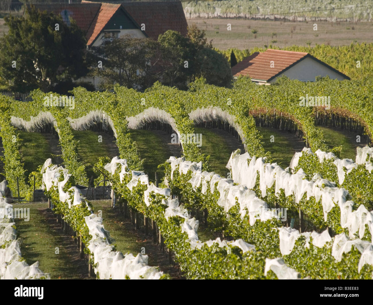 Bird nets covering red wine grapes growing on vines grapevines at Black Barn vineyard Hawkes Bay New Zealand Stock Photo