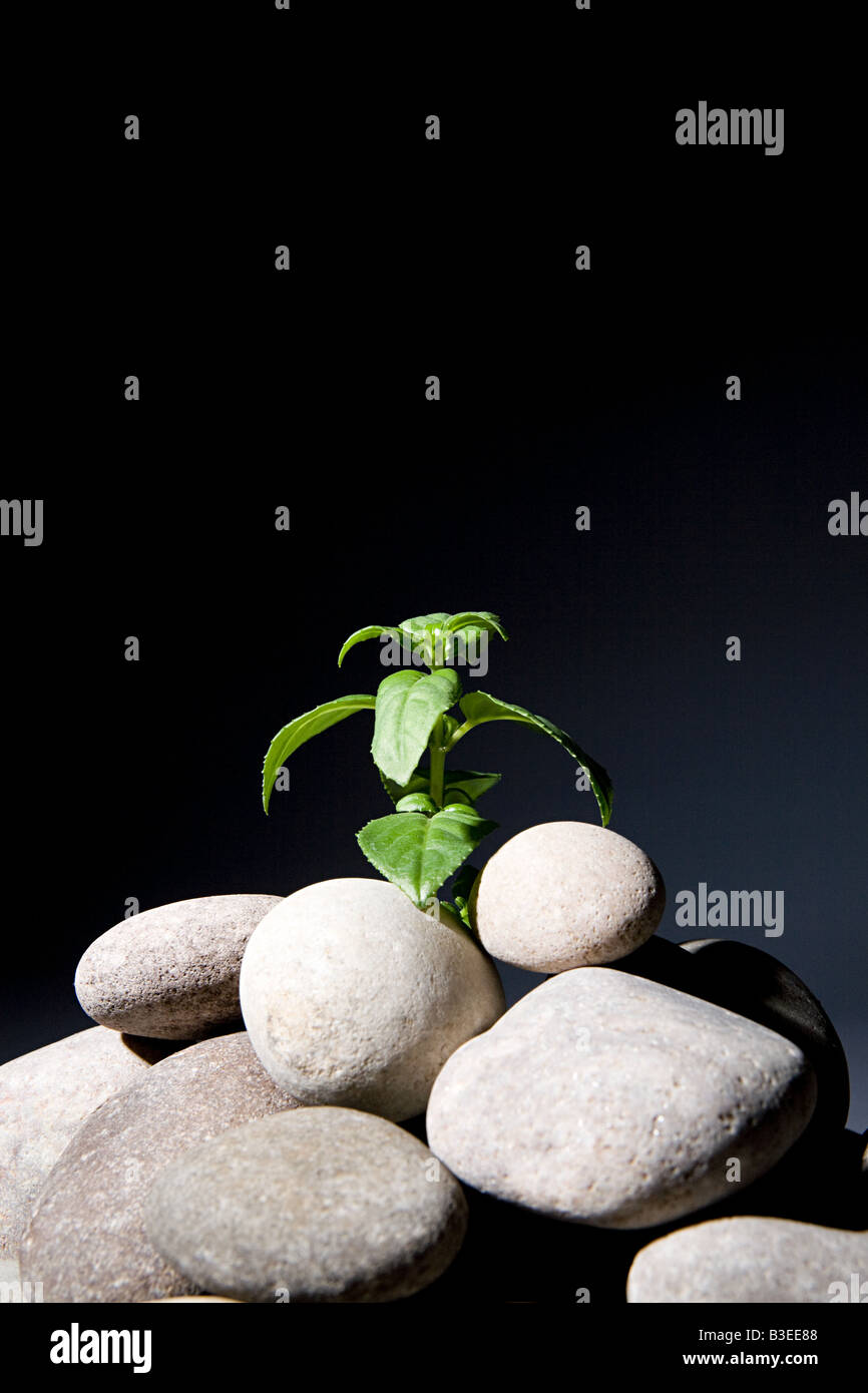 Plant growing from pebbles Stock Photo
