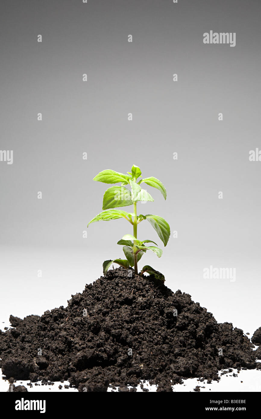 Sapling growing from mound of soil Stock Photo