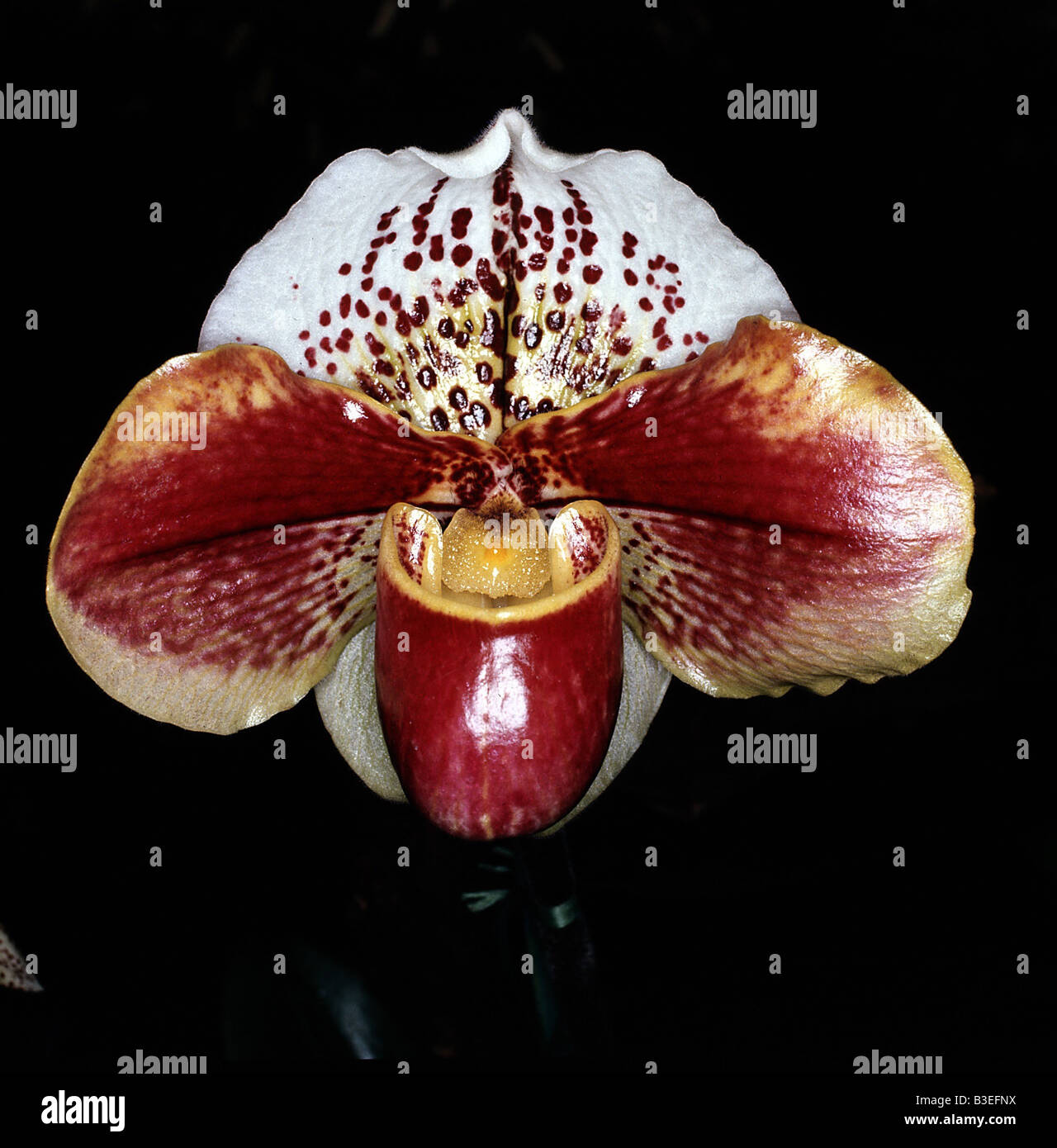 botany, Paphiopedilum, species, 'Paphiopedilum hybride', blossom, calyx, blooming, Orchidee, Orchidales, Orchidaceae, Liliidae, Stock Photo