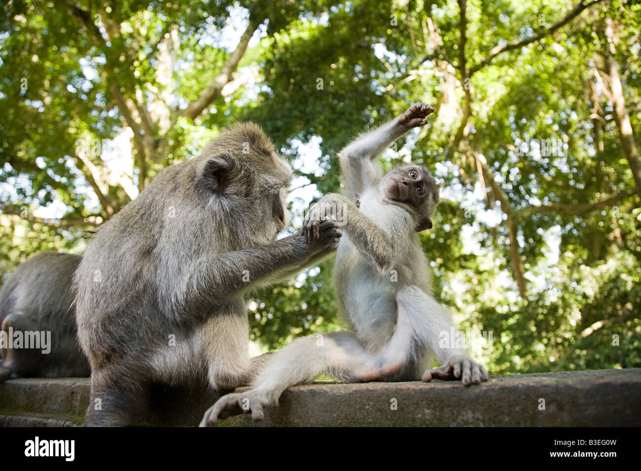 Asian macaques hi-res stock photography and images - Alamy