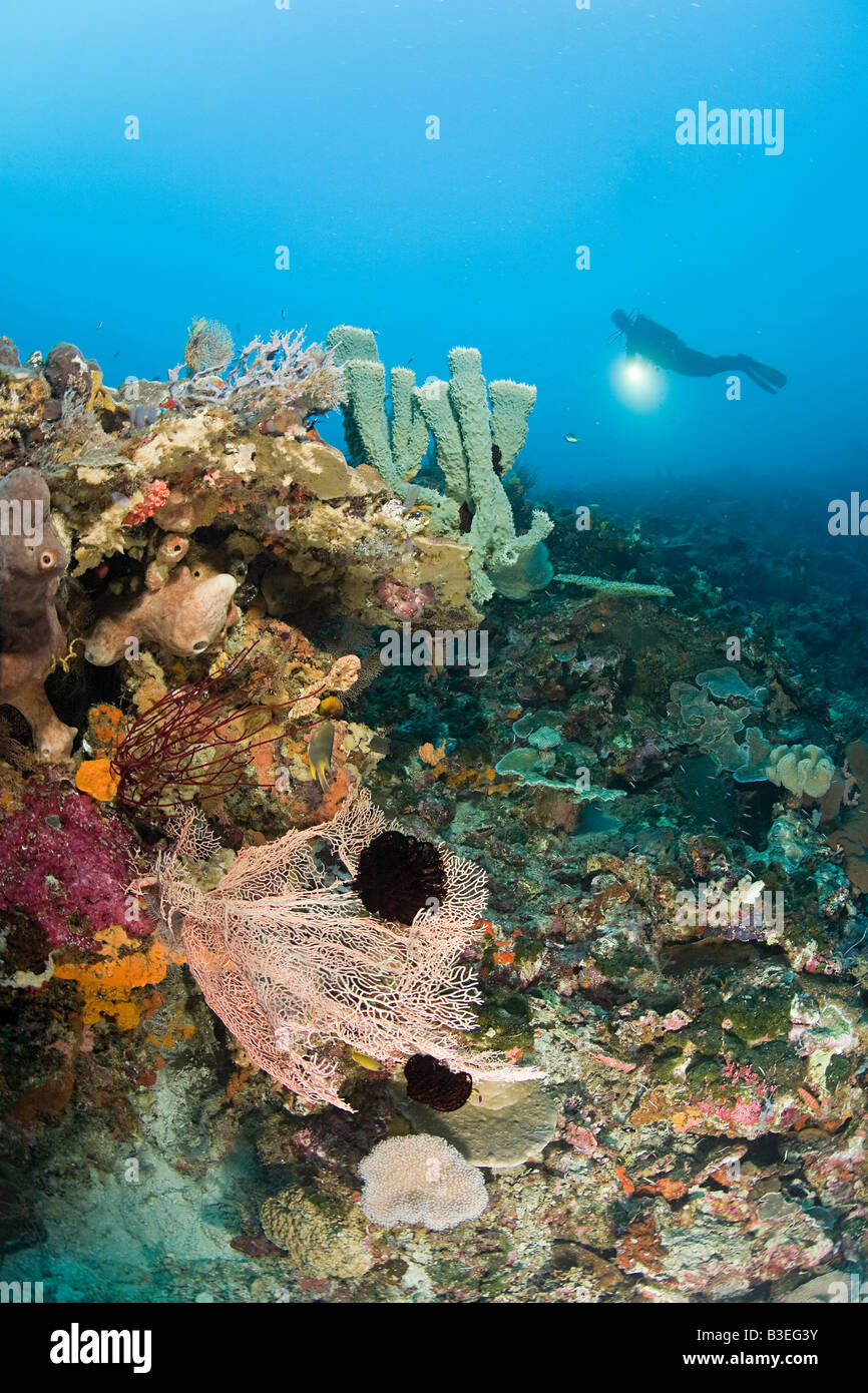 Scuba diver at coral reef Stock Photo