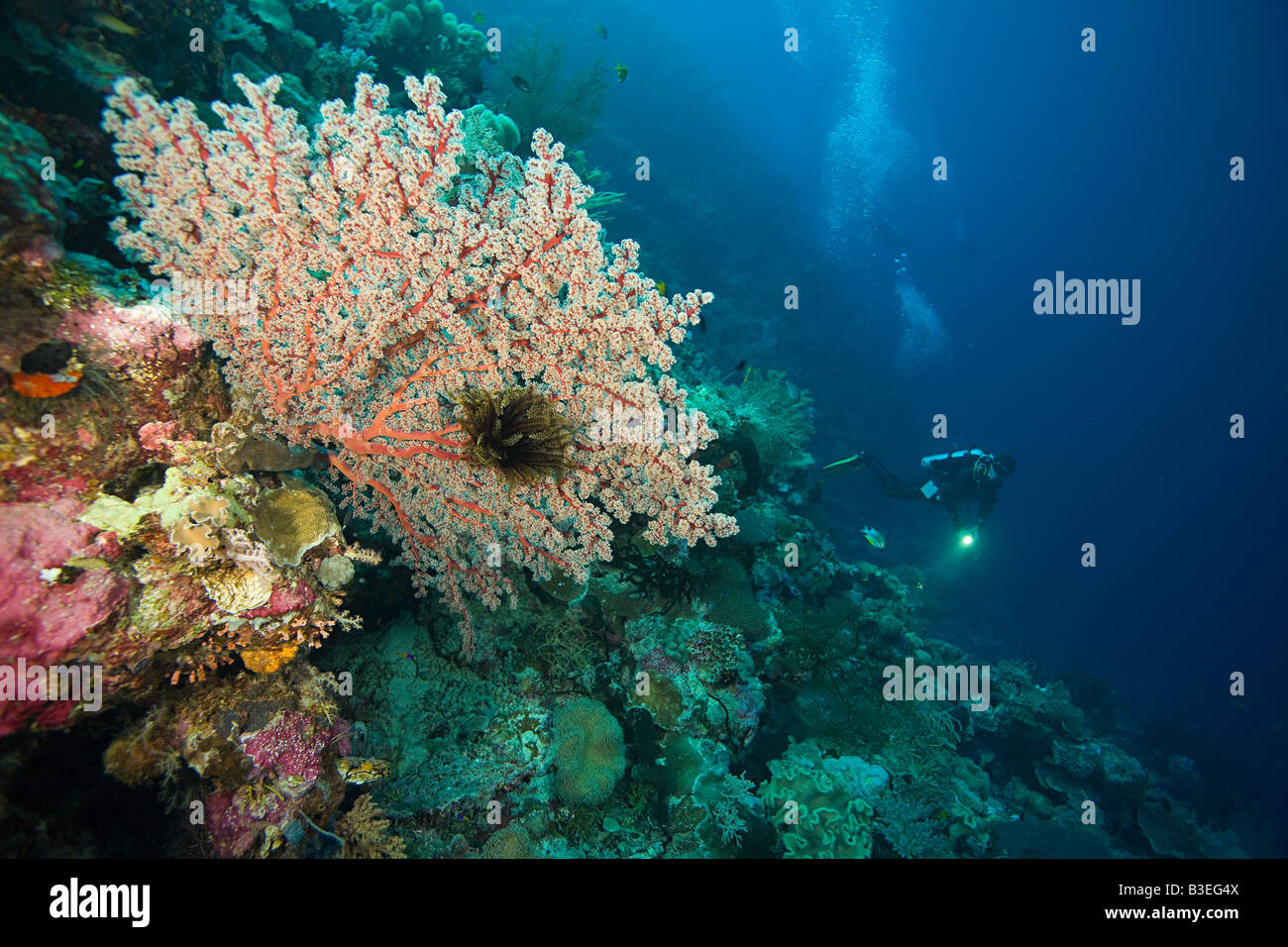 Scuba diver at coral reef Stock Photo