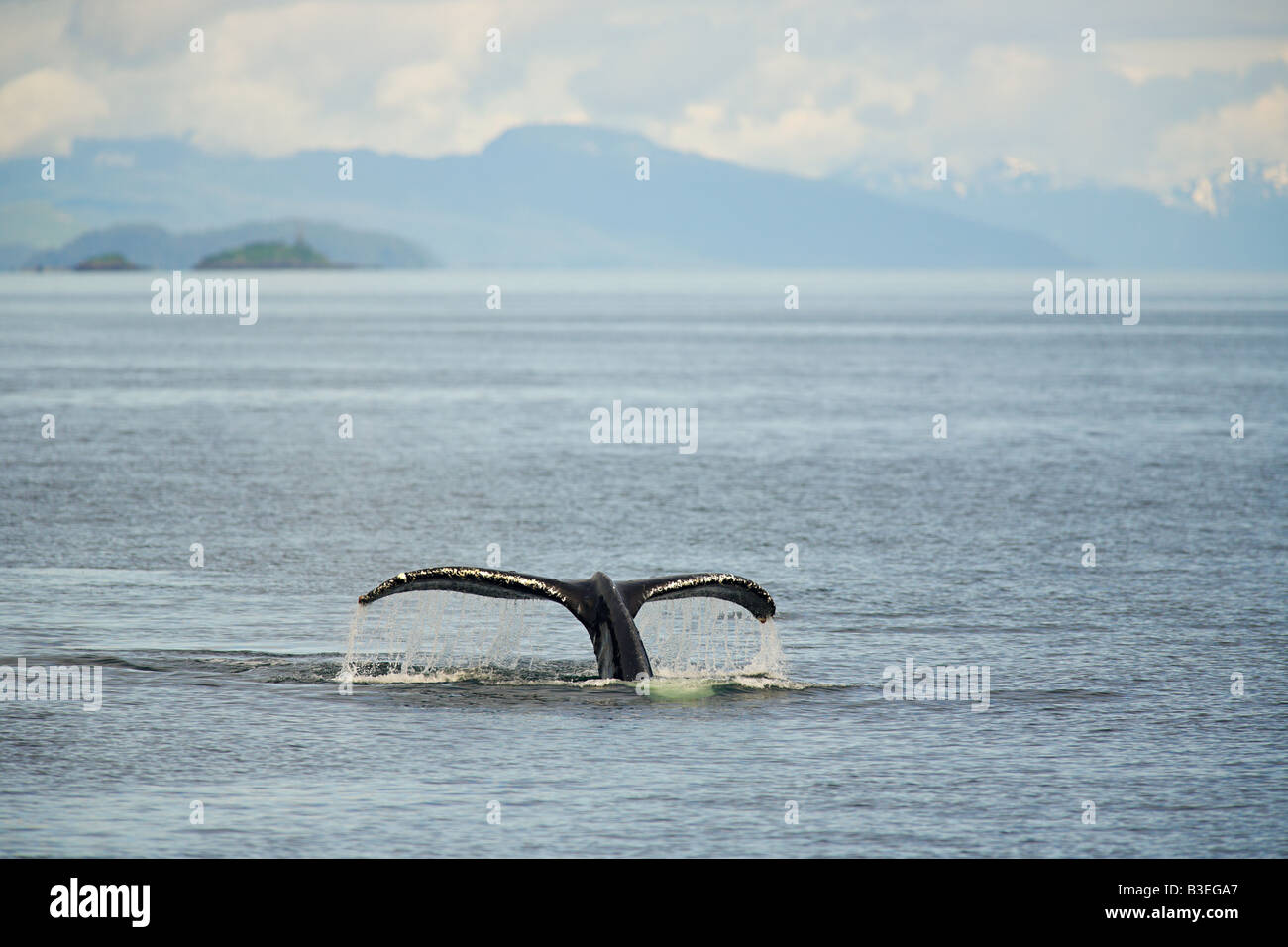 Tail of humpback whale Stock Photo