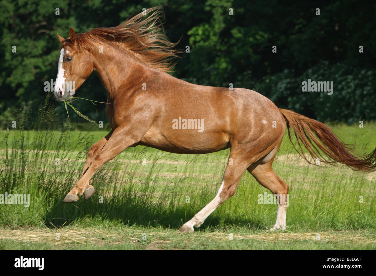 Quarter Horse galloping on meadow Stock Photo Alamy