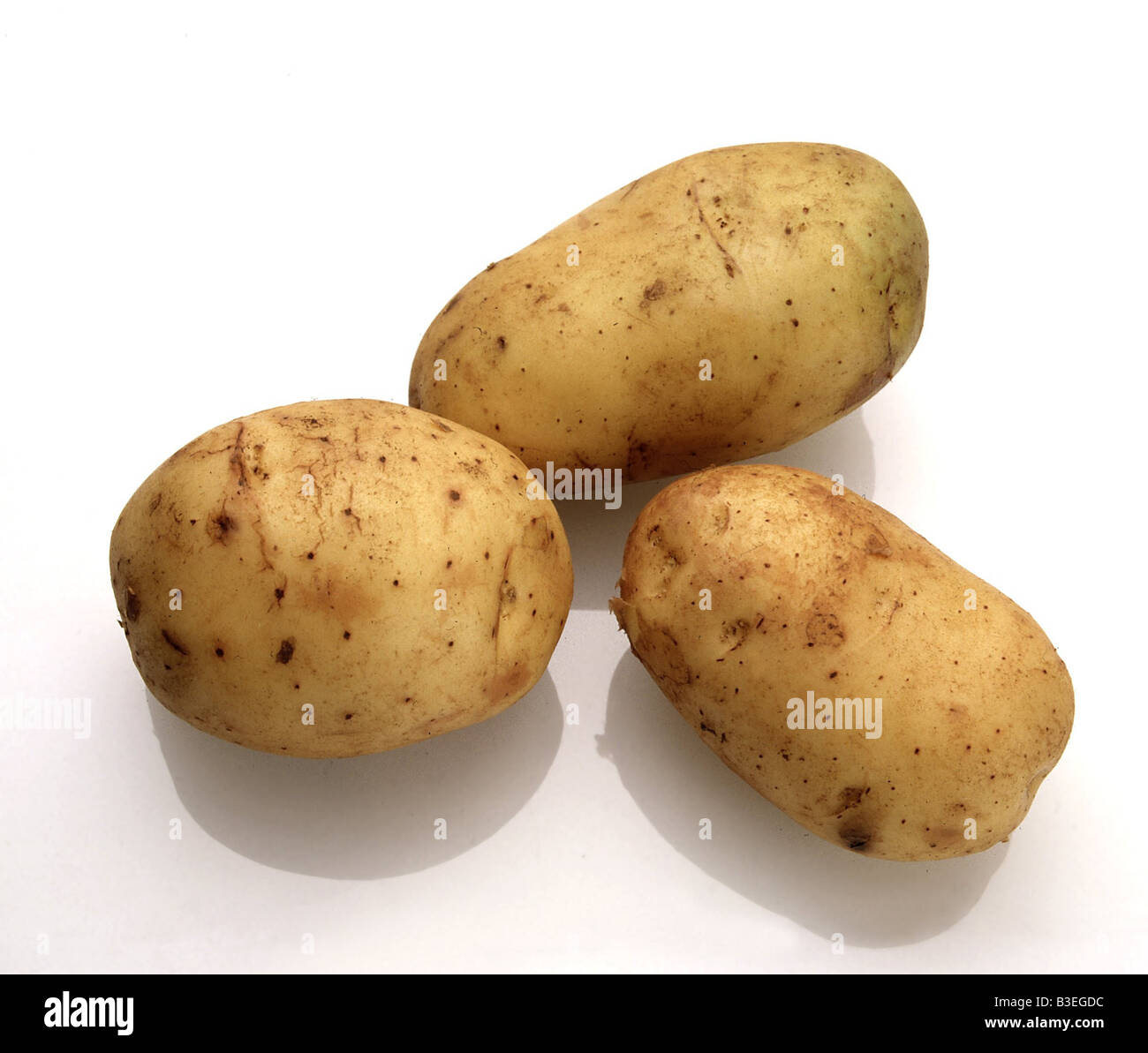 botany, potato, (Solanum tuberosum), potatoes, studio shot, Asteridae, Solanales, Solanaceae, Seed tuber, Freisteller, Stock Photo