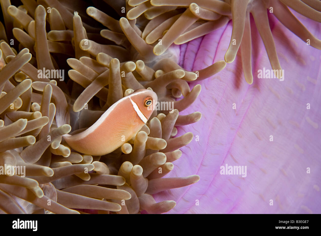 Fish and anemone Stock Photo - Alamy