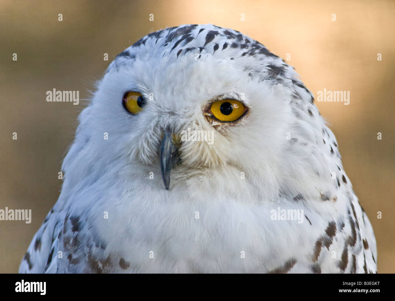 Portrait of Female Snowy Owl (Bubo scandiacus), UK Stock Photo