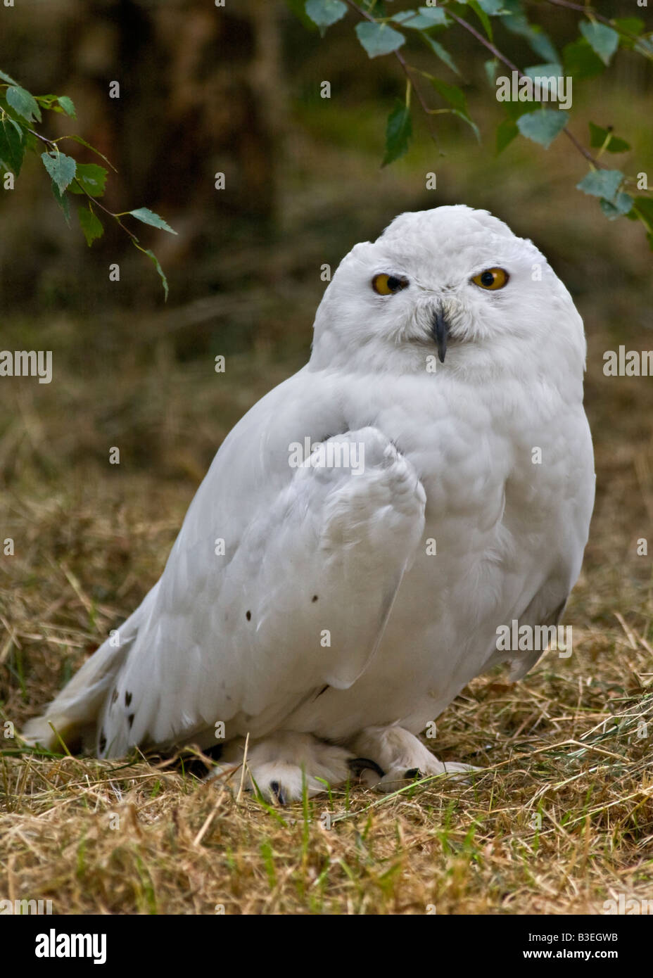 Male Snowy Owl (Bubo scandiacus Stock Photo - Alamy