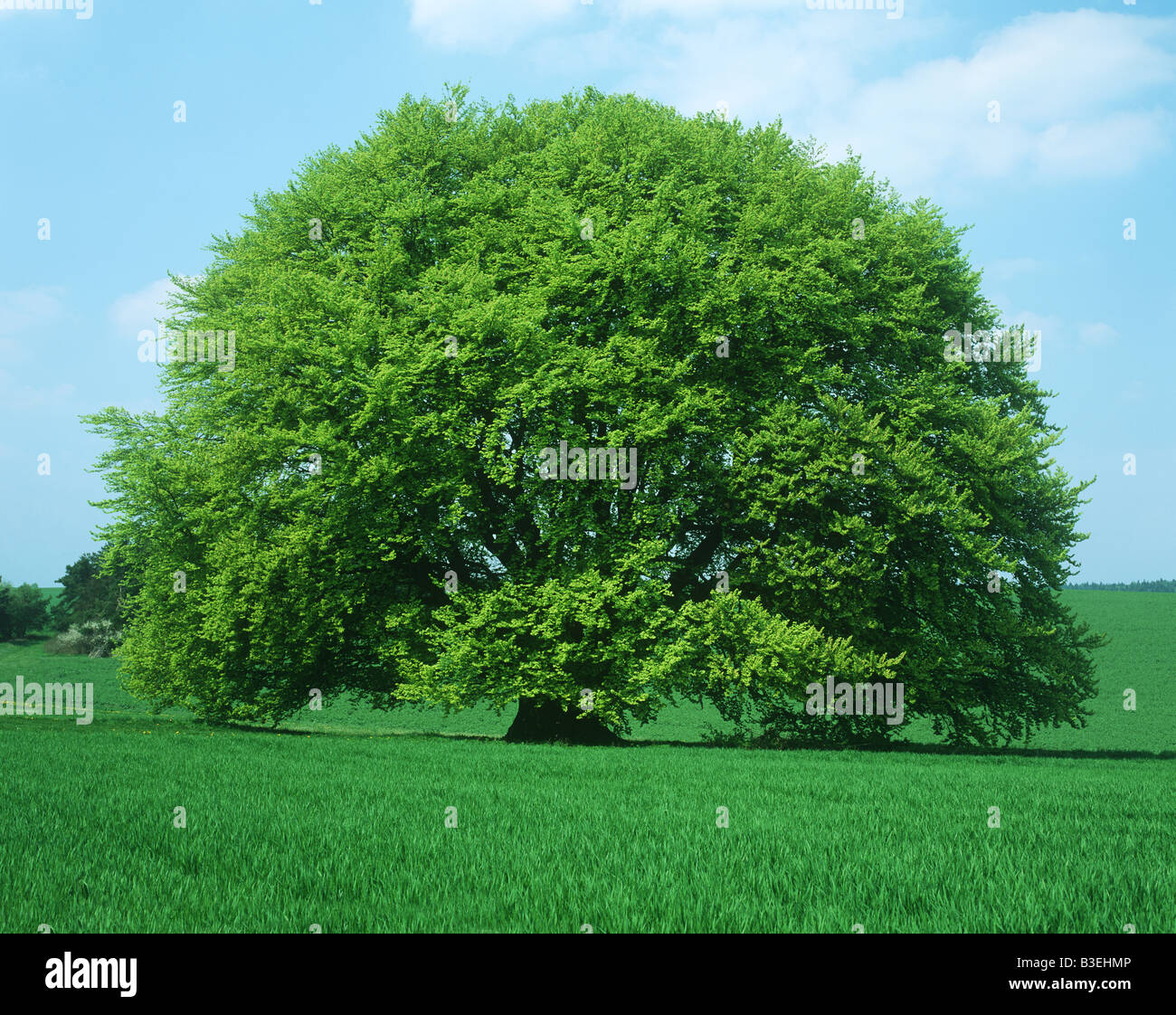 Tree in field Stock Photo