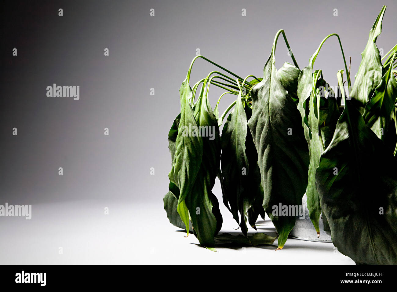 Dying plant Stock Photo Alamy