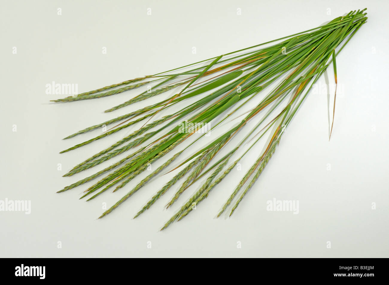 Couch Grass (Agropyron repens, Elymus repens) stems with seeds studio