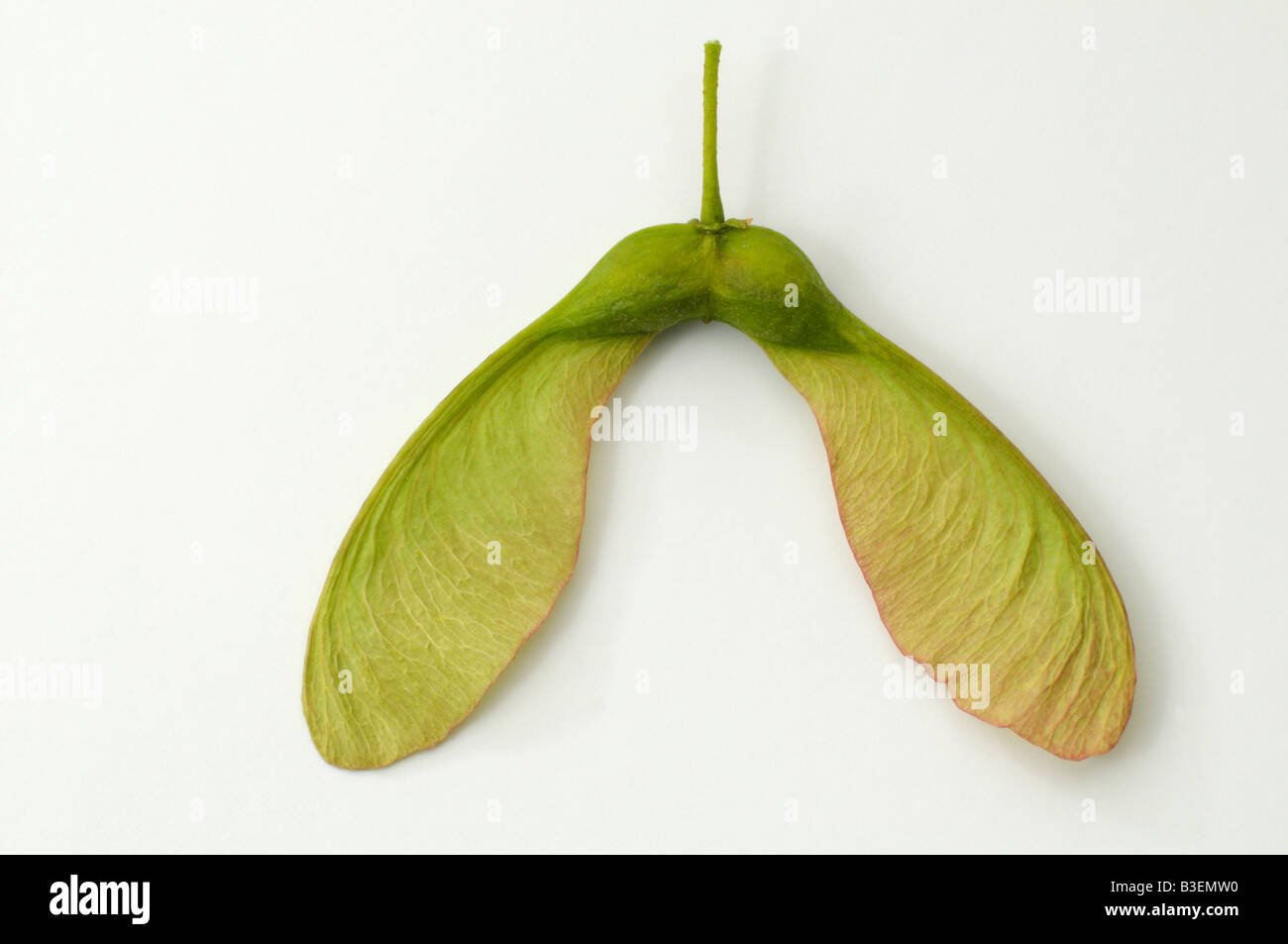 Sycamore Great Maple (Acer pseudoplatanus) winged seed Stock Photo