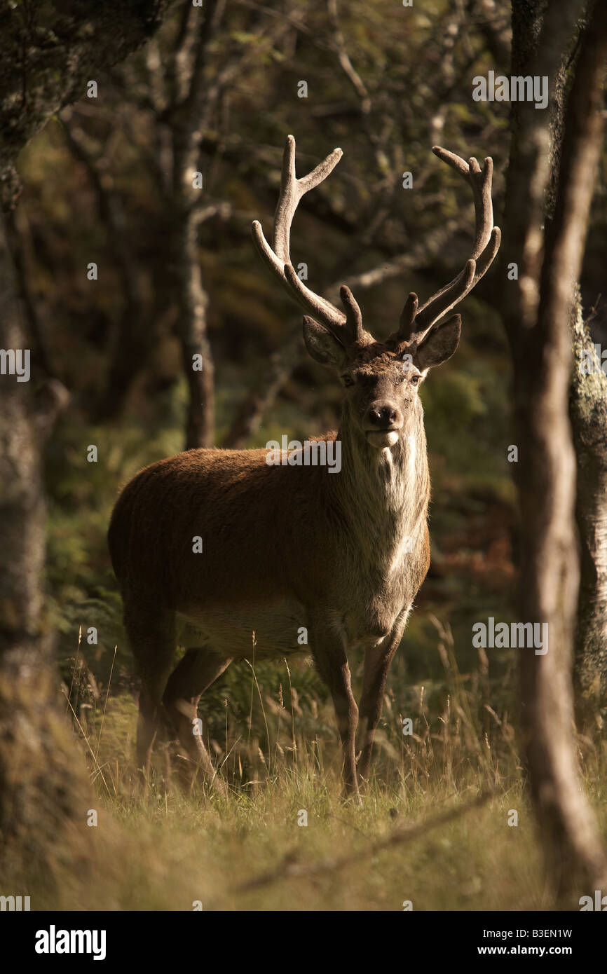 Red Deer Cervus elaphus grazing on the Isle of Jura Inner Hebrides Scotland UK Stock Photo