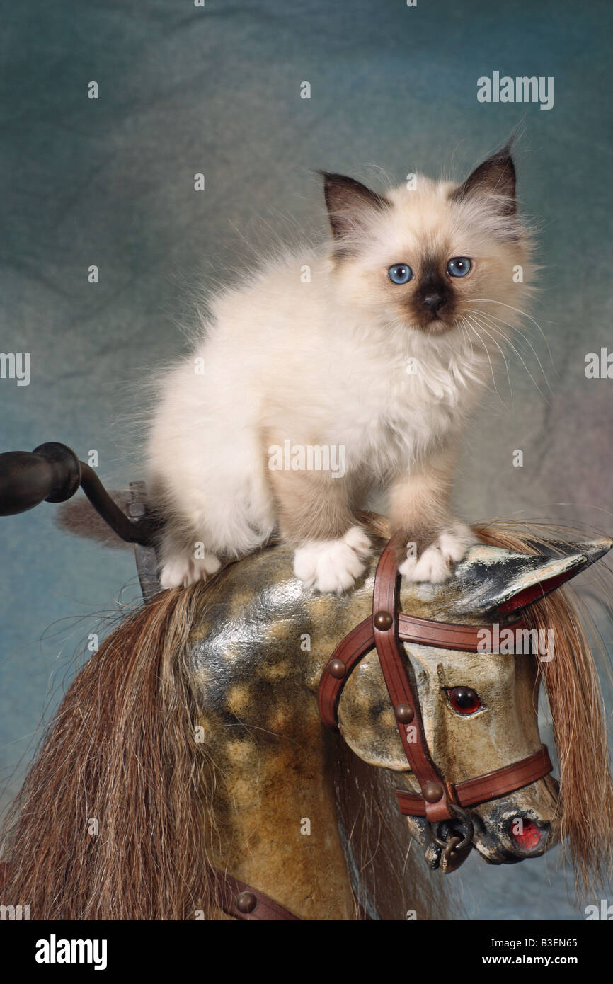 cat rocking horse
