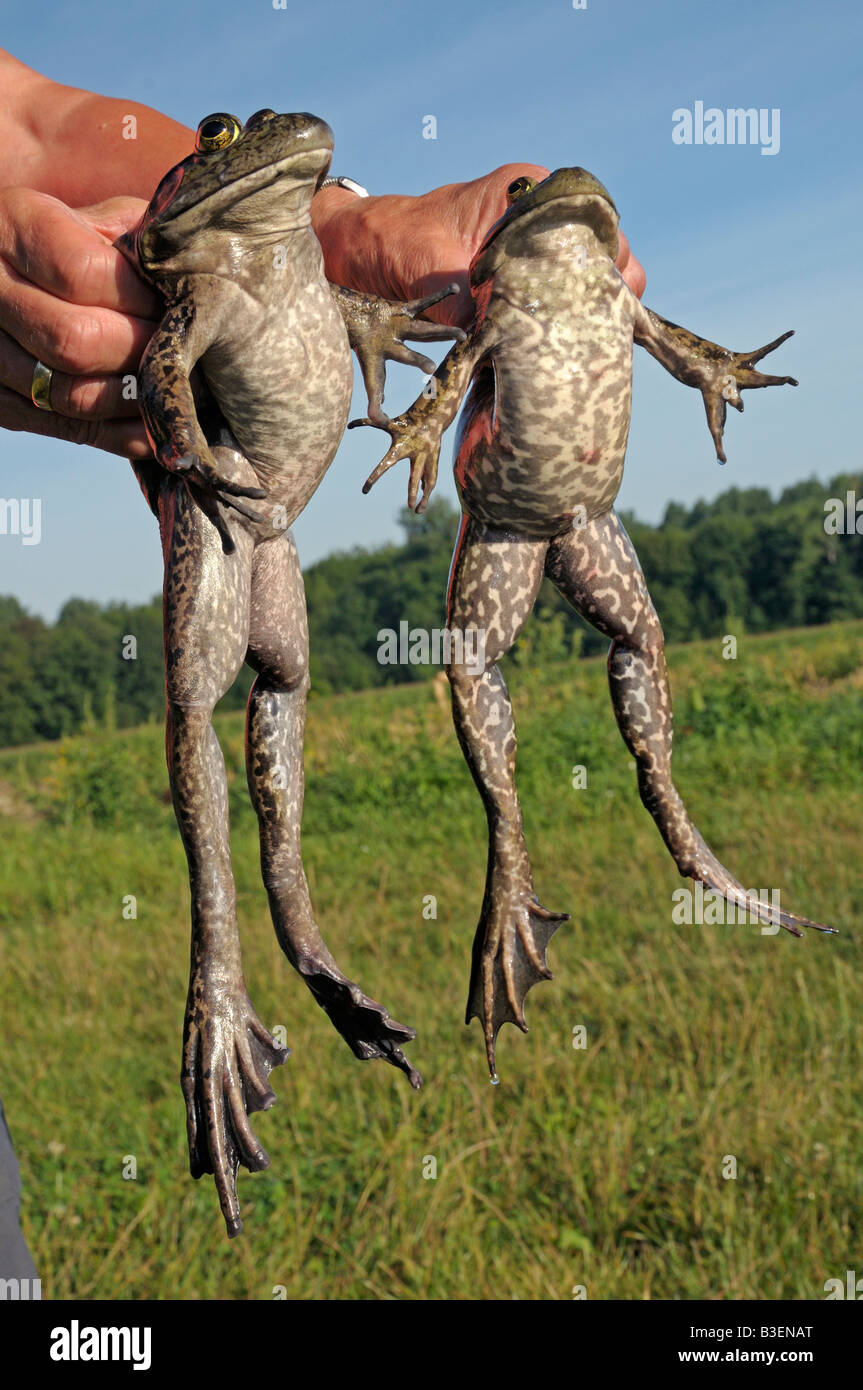 American Bullfrog (Rana catesbeiana), female (left) and male (right) held in hands for
