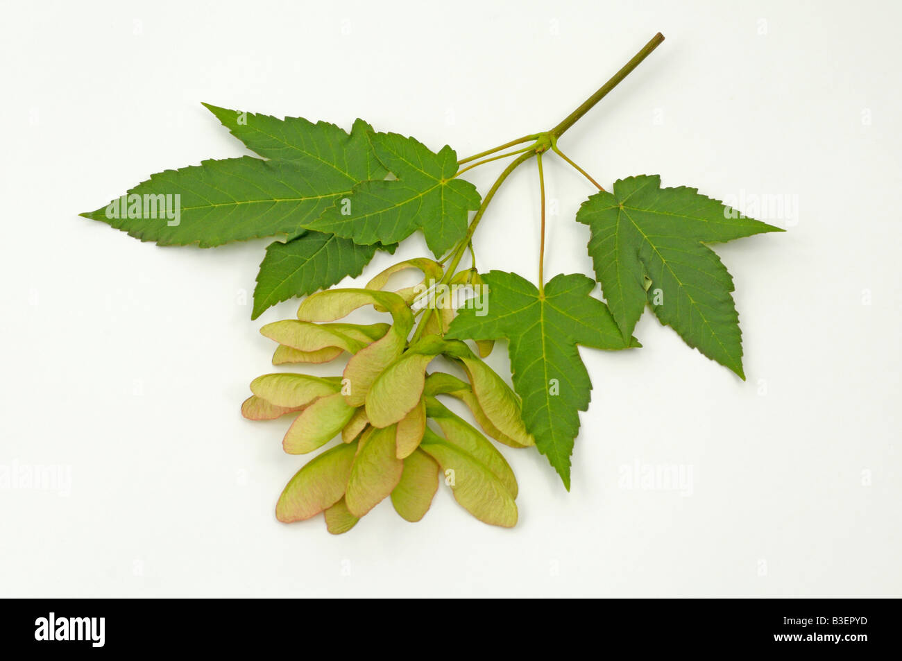 Sycamore Great Maple (Acer pseudoplatanus) twig with fruit and leaves Stock Photo
