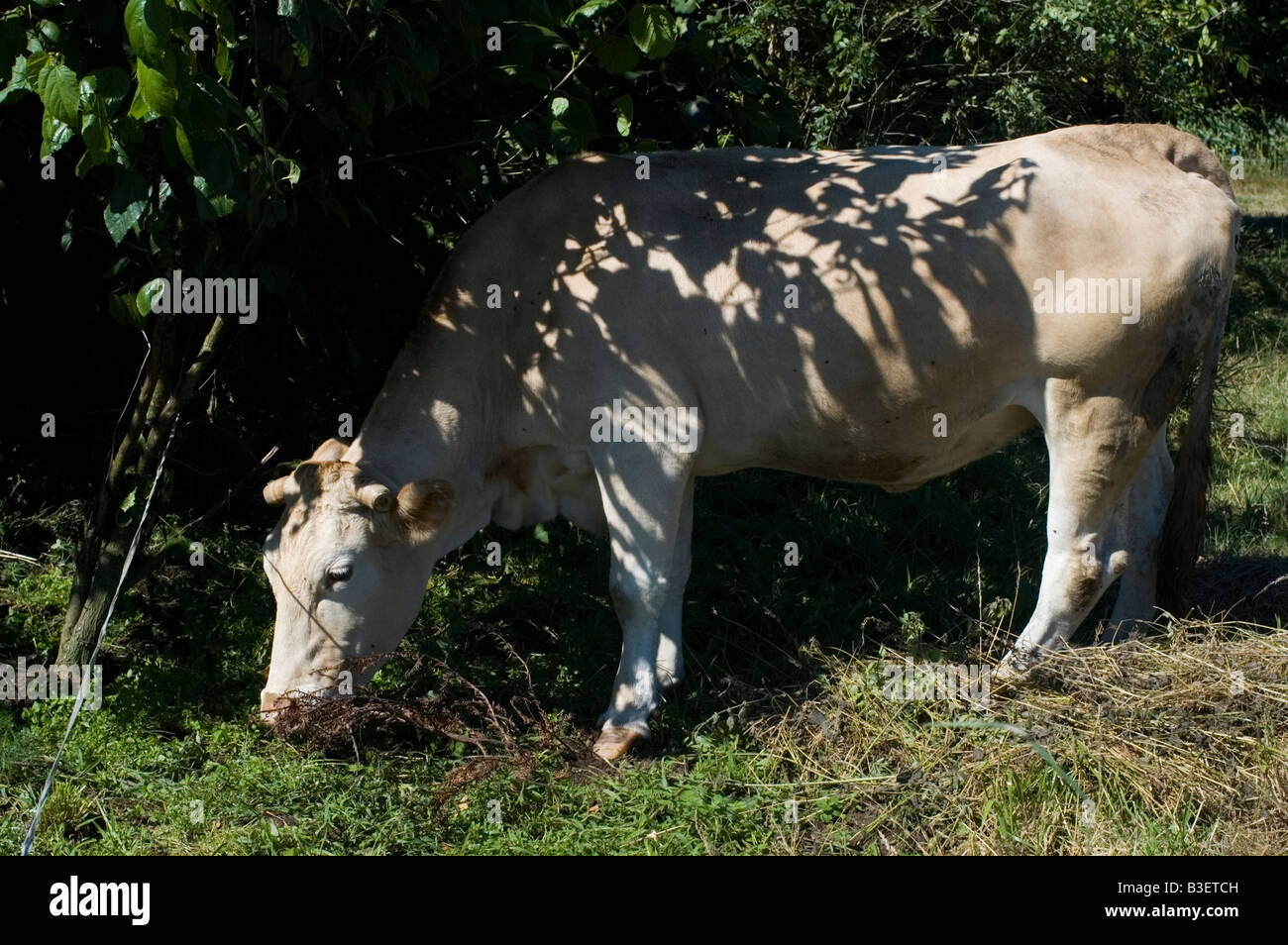 Cow in Maroñas WAY OF SAINT JAMES or CAMINO DE SANTIAGO - GALICIA region SPAIN Stock Photo