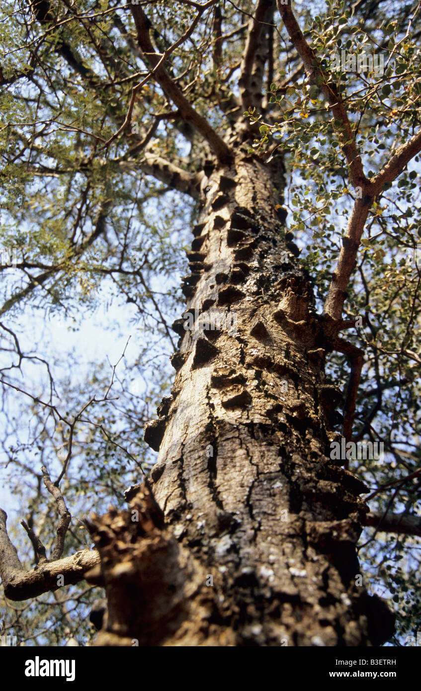 Kruger National Park, South Africa, plants,  close up, detail, tree trunk of Knob Thorn, Acacia nigresence, indigenous trees of Africa, legume Stock Photo