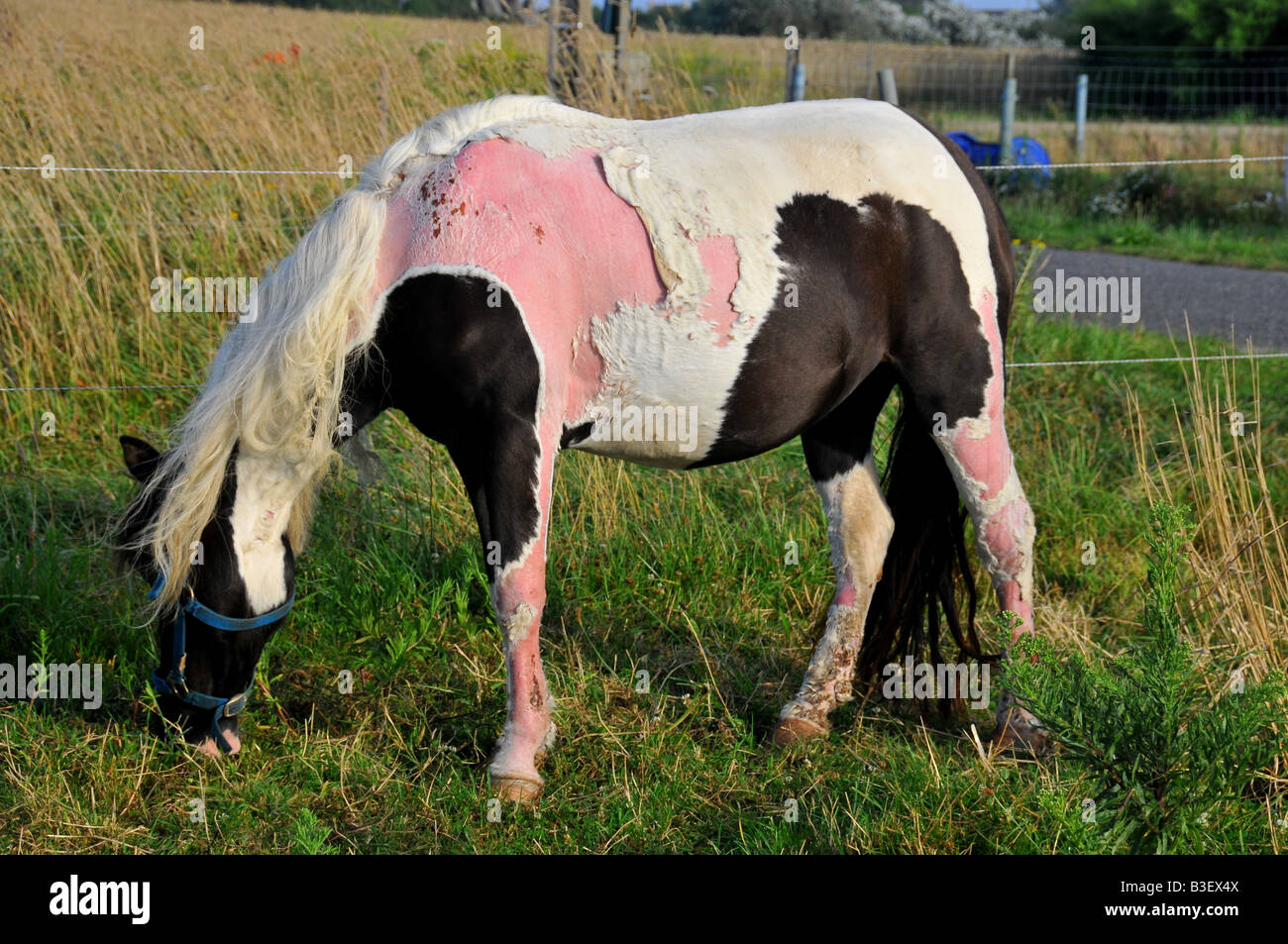 horse with 'jungle rot' in a field Stock Photo