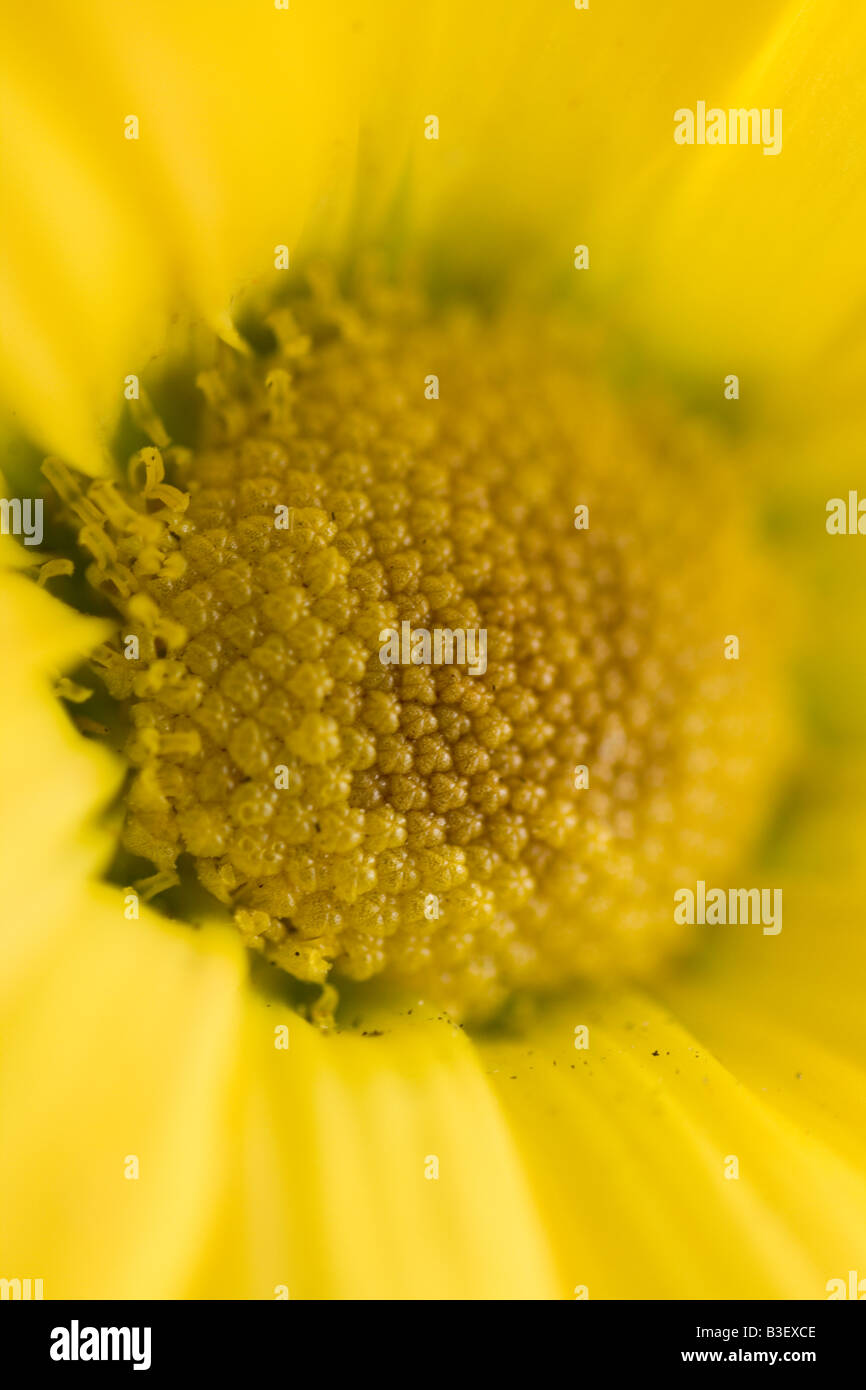 Ultra macro flower hi-res stock photography and images - Alamy