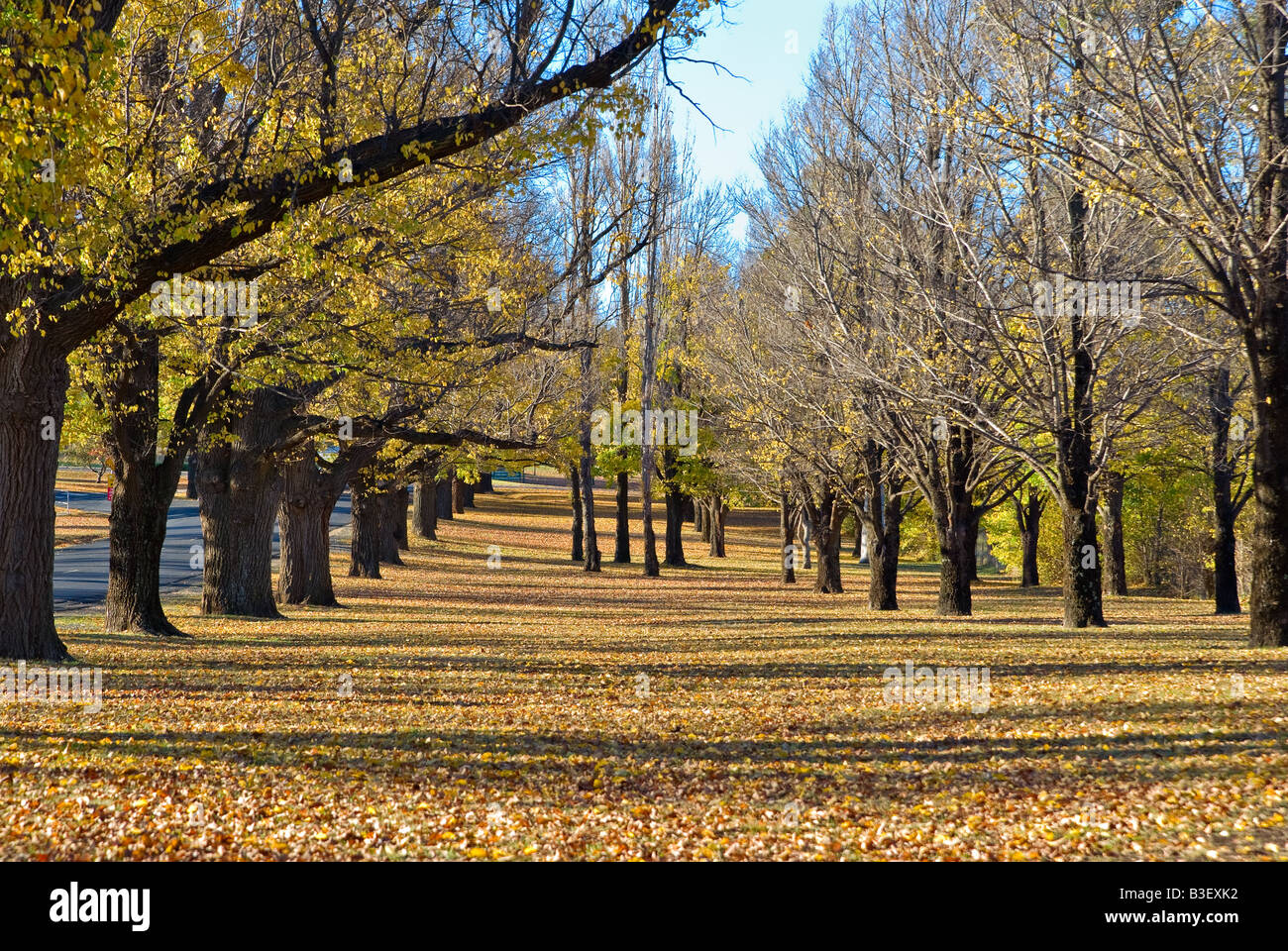 all the colors of the leaves in autumn in the park Stock Photo - Alamy