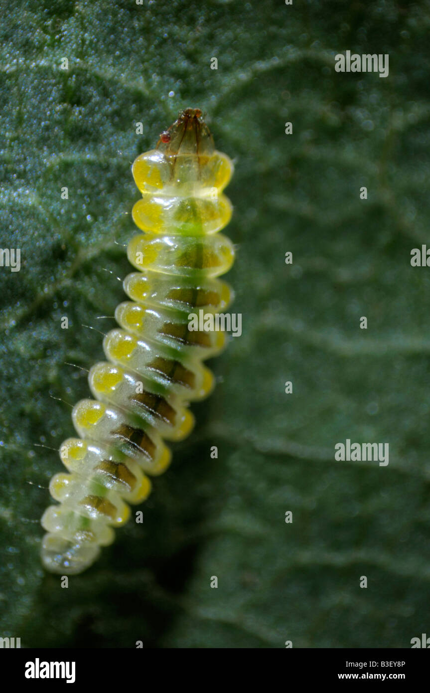 Horse Chestnut Leafminer (Cameraria ohridella), larva on leaf Stock Photo