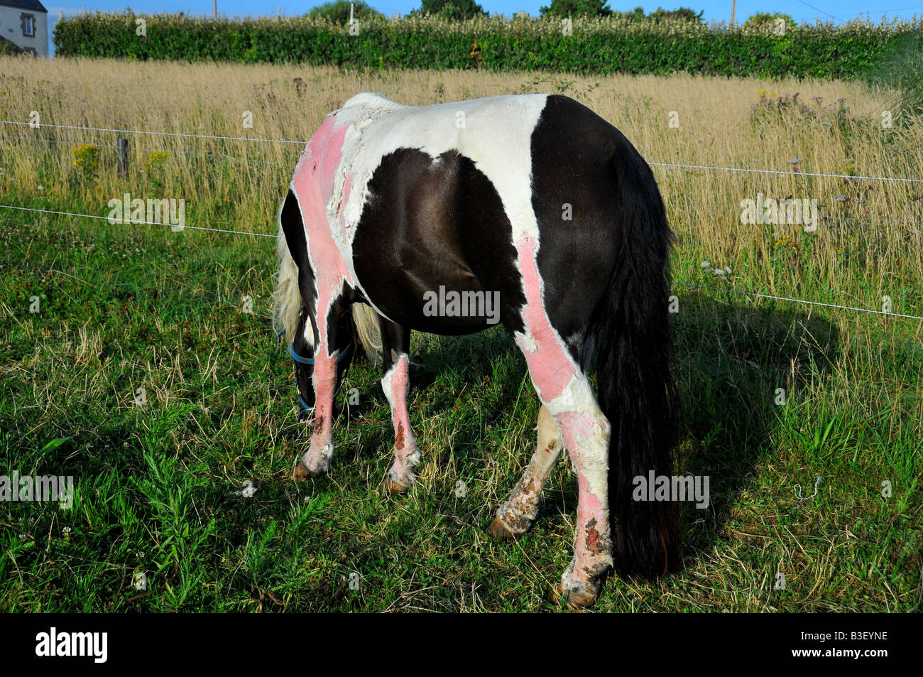 horse with 'jungle rot' in a field Stock Photo