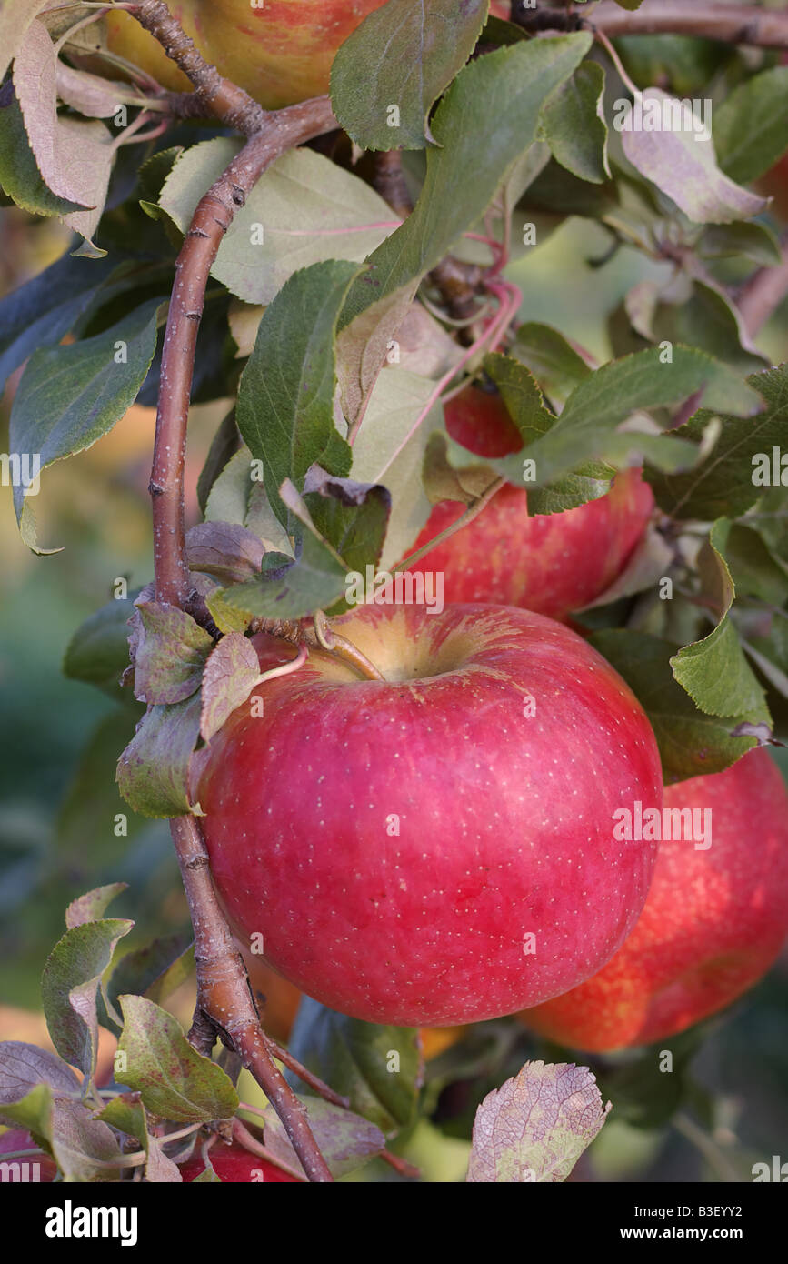 Ripe red apple hanging from the tree Stock Photo - Alamy