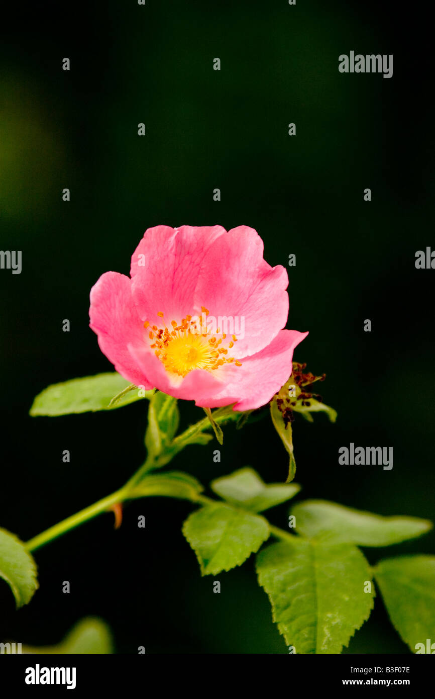 England dog rose hi-res stock photography and images - Alamy