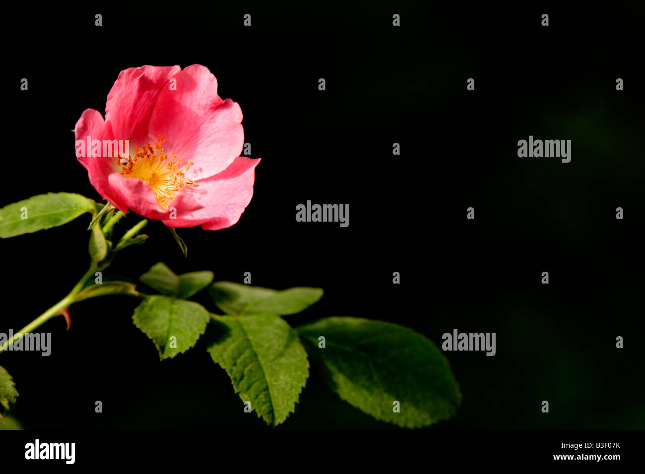 England dog rose hires stock photography and images Alamy