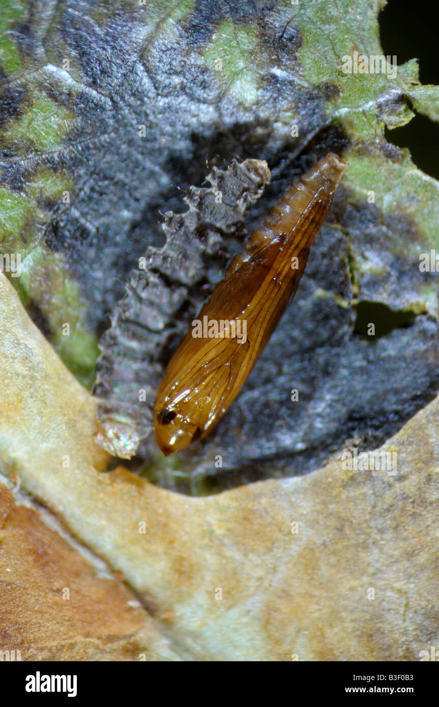 Horse Chestnut Leafminer (Cameraria ohridella), pupa in opened mine Stock Photo