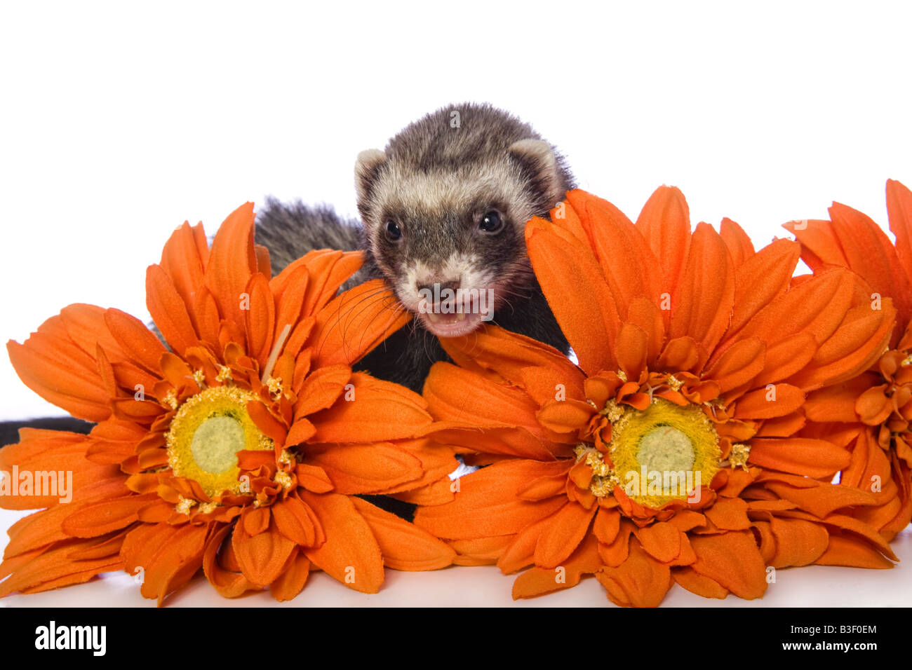 Orange ferret 2025