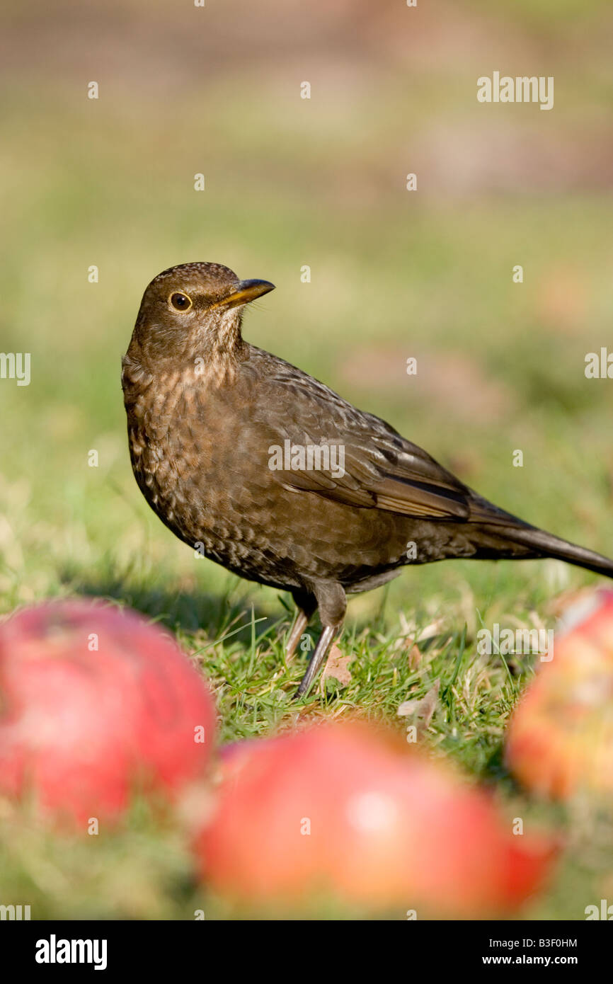 Blackbird "Turdus merula" feeding on apples, England, UK Stock Photo