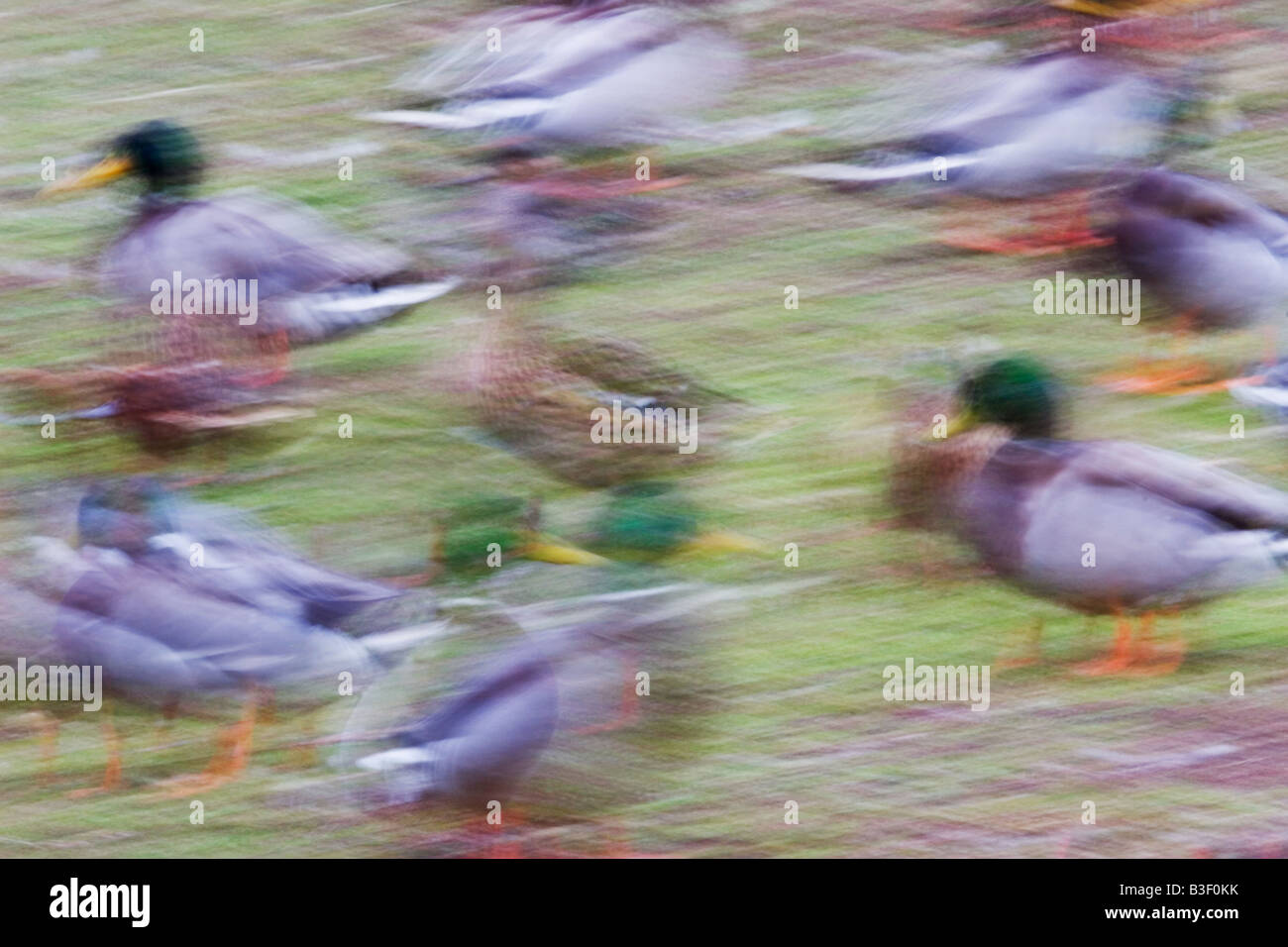 Moving mallards, England, UK Stock Photo