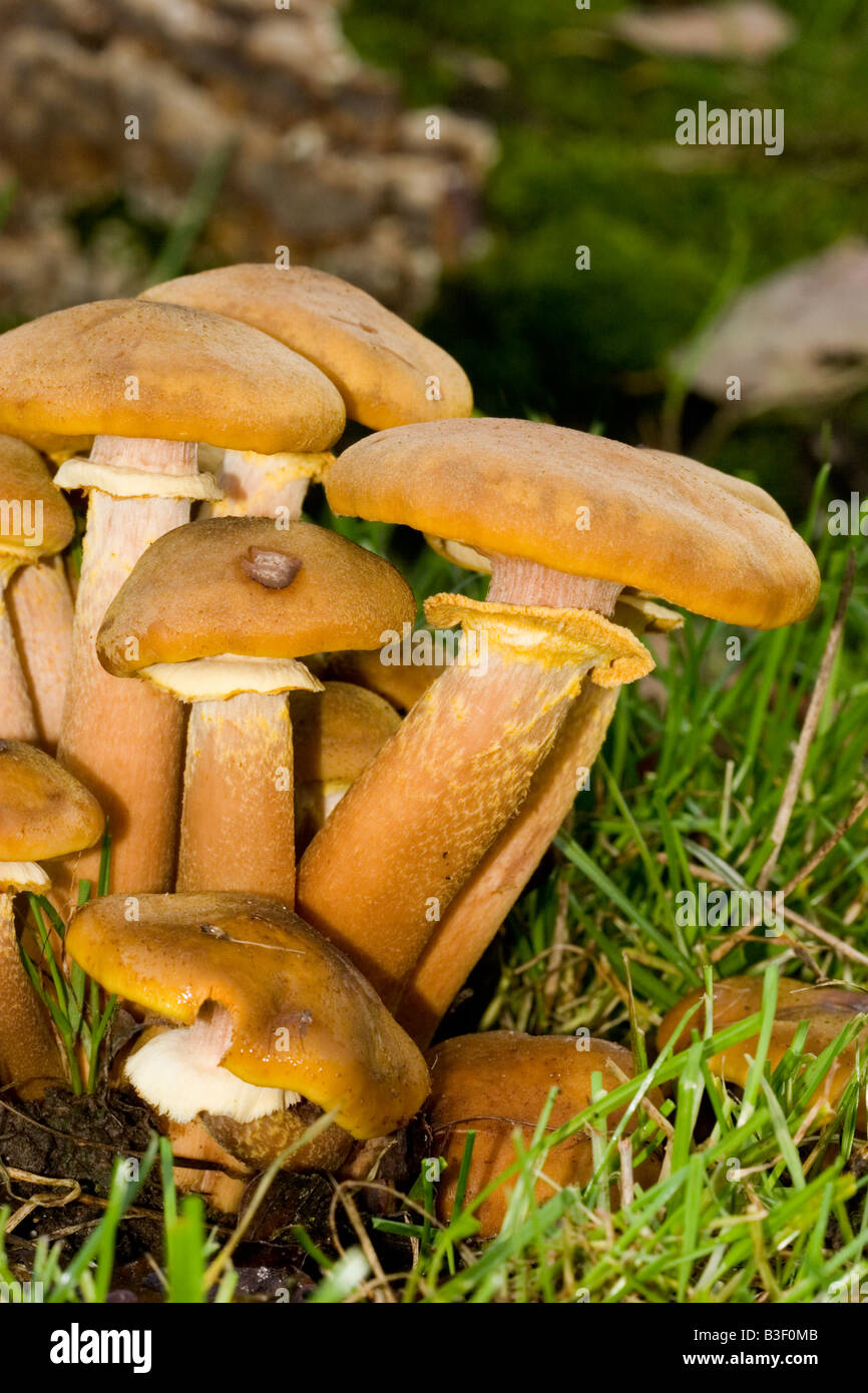 fungi fungus mushroom toadstool Stock Photo
