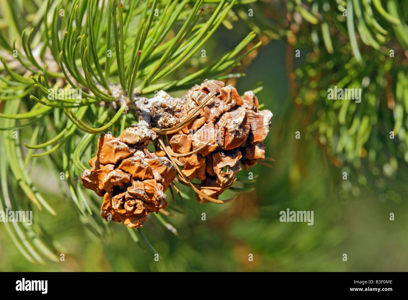 Mexican Pinyon Pinus cembroides Ft Davis Texas United States 25 September Pinaceae Stock Photo